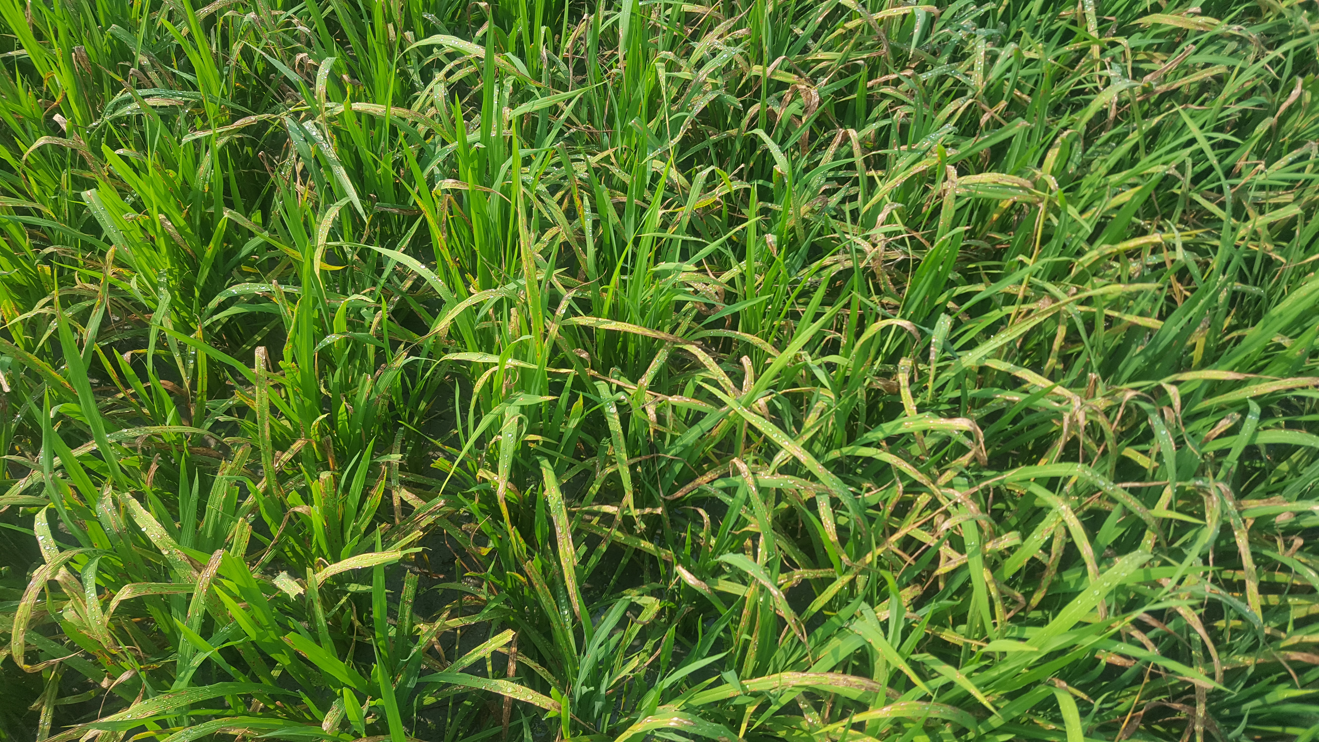 Hơn 190 ha lúa xuân ở huyện Quỳ Hợp nhiễm bệnh đốm sọc vi khuẩn và bệnh đạo ôn lá. Ảnh: Phan Giang 