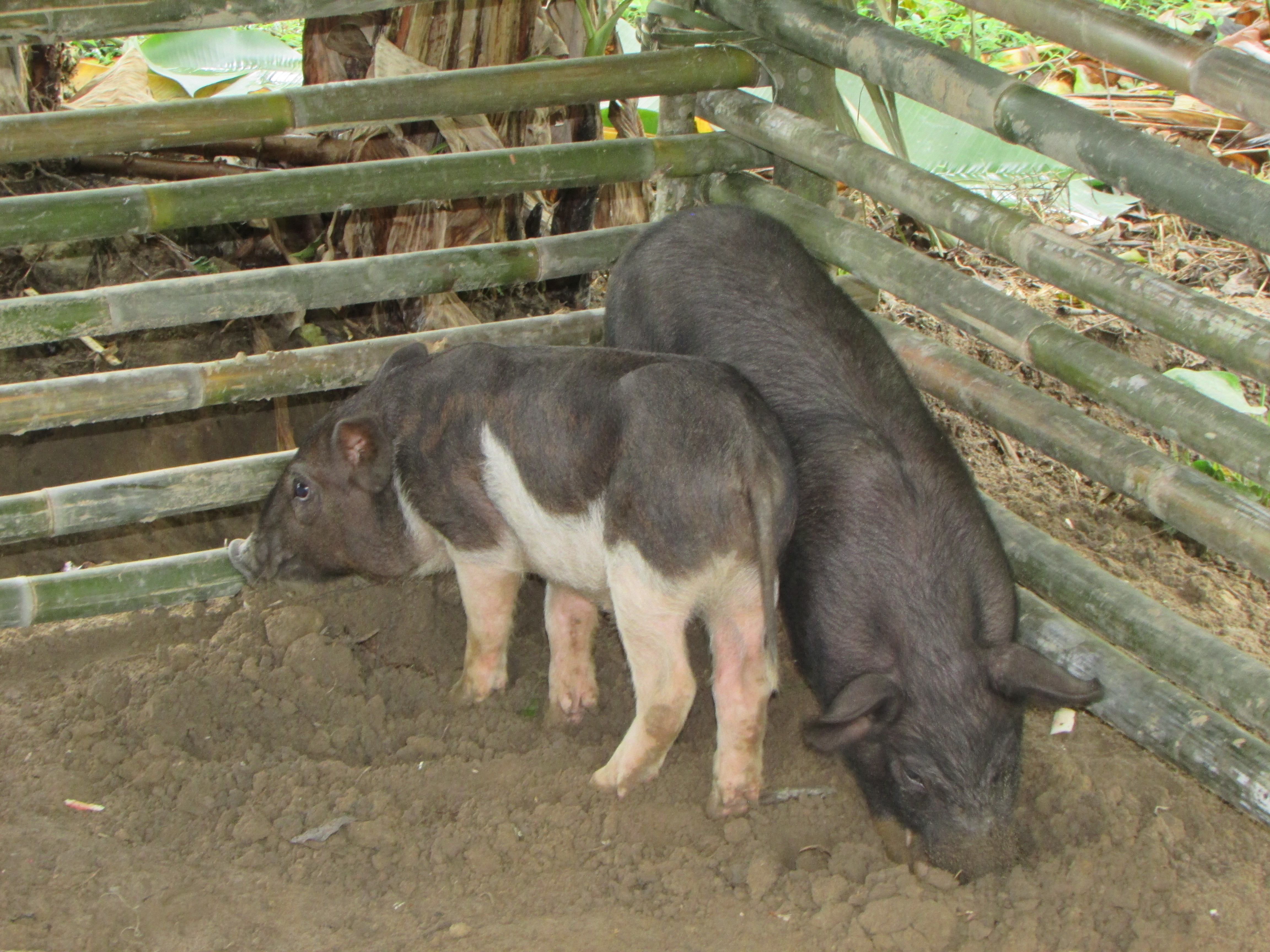 Cặp lợn giống được trao cho gia đình ông La Văn Bằng. Ảnh: Bá Hậu 
