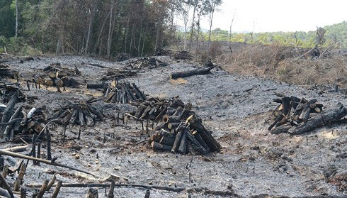 Hiện trường vụ phá rừng quy mô lớn có sự tiếp tay, nhận hối lộ của Trạm phó Công ty TNHH MTV Lâm nghiệp Quảng Sơn.