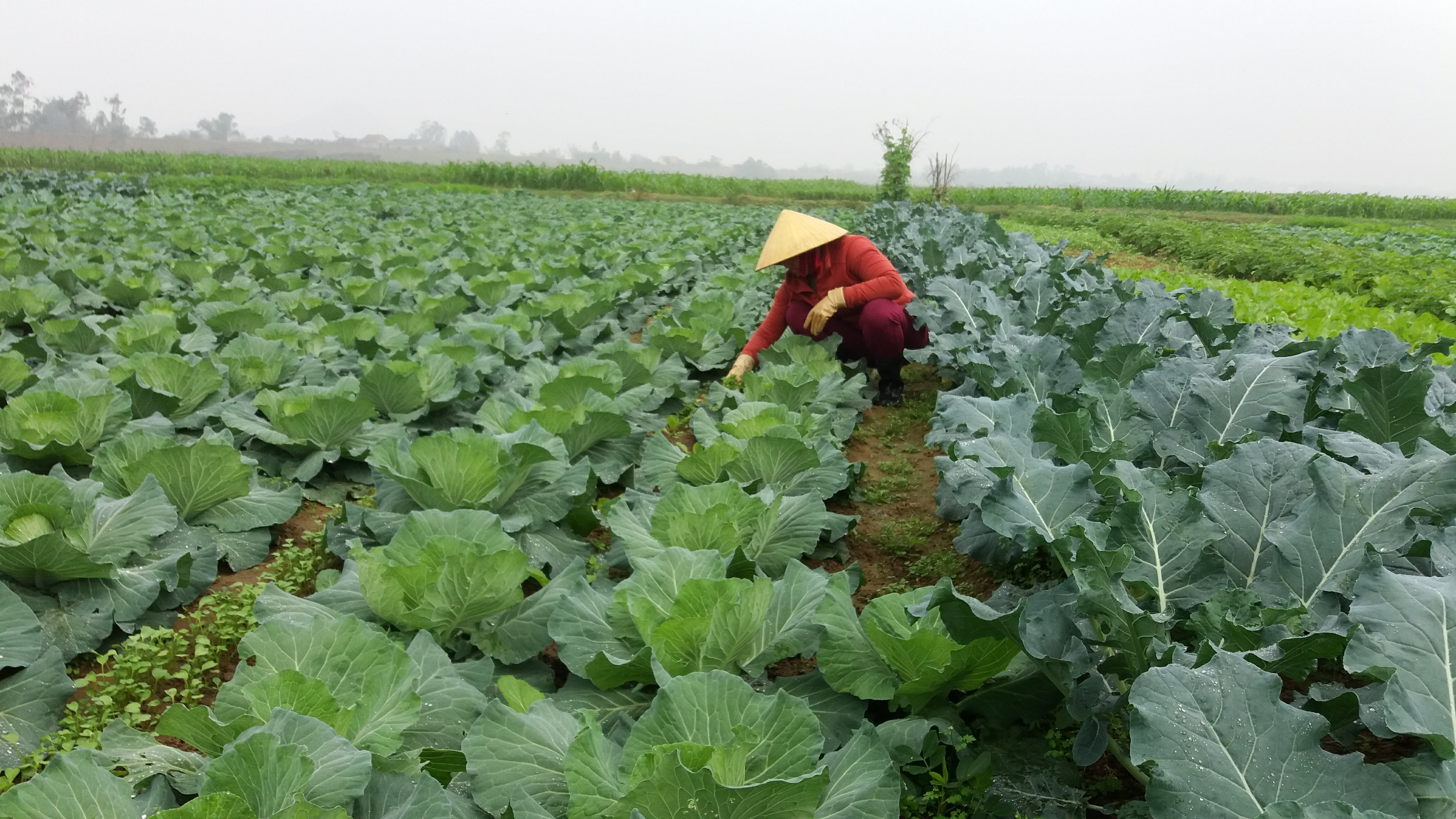 Mô hình sản xuất rau VietGAP của nông dân xã Hưng Khánh (Hưng Nguyên). Ảnh: Thanh Tâm