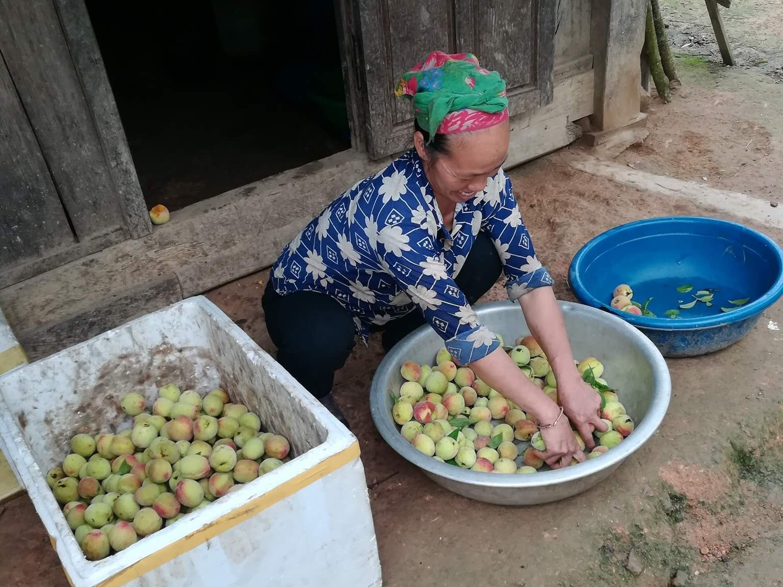 Đào chín sớm hiện có giá từ 15.000 - 20.000 đồng/kg; từ giống đào chín sớm, gia đình ông Hờ Chìa Và ở bản Mường Lống 2, xã Mường Lống có nguồn thu nhập 40 - 50 triệu. Ảnh: Lữ Phú