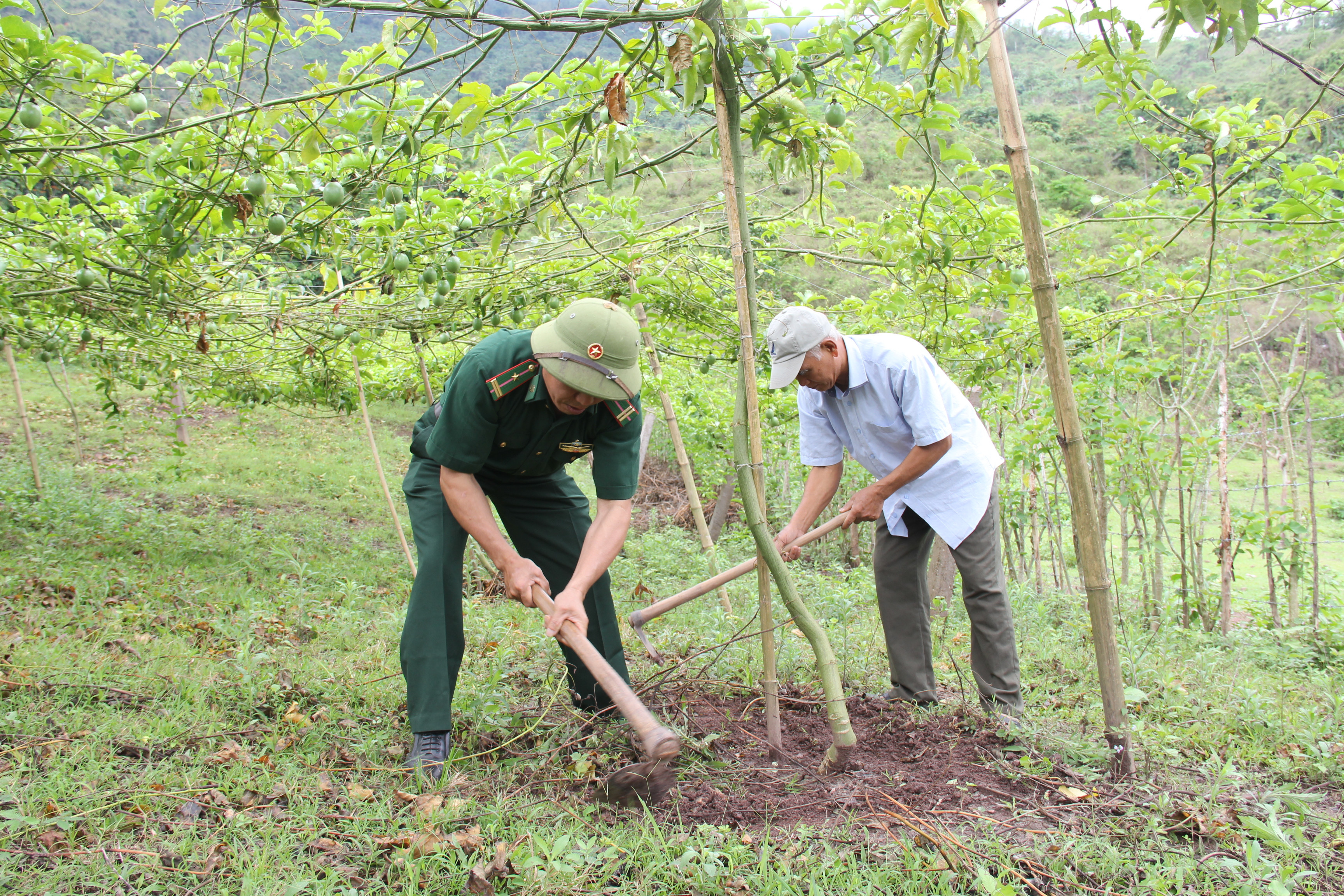 Bộ đội Đòn Biên phòng Mỹ Lý giúp dân chăm sóc cây chanh leo