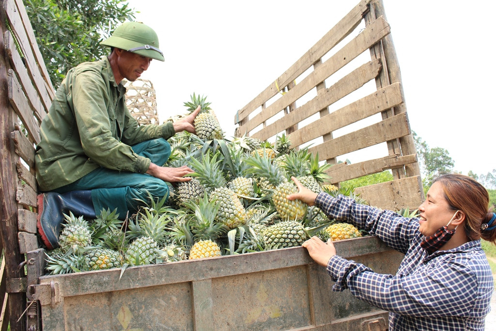 Anh Phú cho biết, dứa thu hoạch trong thời điểm này được thương lái thu mua cao hơn so với trước và sau Tết Nguyên đán. Trước đó, dứa chỉ có giá từ 2.500 - 3.000 đồng/kg, nhưng nay giá được tăng lên 6.000 - 6.500 đồng/kg. Với giá thu mua như hiện nay, bà con nông dân phấn khởi vì có lãi. “Dứa được thu mua với giá cao, bình quân 1 ha thu nhập khoảng hơn 200 triệu đồng; trừ chi phí giống, phân bón, ngày công... số tiền lãi thu về khoảng hơn 120 triệu đồng/ha”. Anh Phú chia sẻ. Ảnh: Việt Hùng