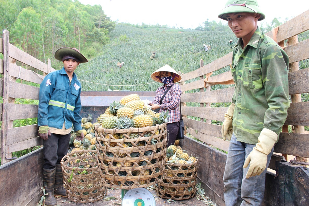 Theo các hộ dân, dứa được trồng và chăm sóc trong thời gian 18 tháng mới cho thu hoạch; nếu chăm sóc tốt, năng suất dứa sẽ đạt từ 35 - 40 tấn/ha. Hiện nay, bà con hầu hết tự bao tiêu sản phẩm do mình trồng ra. Ngoài ra các thương lái từ khắp nơi cũng liên hệ với người trồng để thu mua dứa rồi sau đó vận chuyển đi tiêu thụ ở khắp các tỉnh, thành như Vinh, Huế, Đà Nẵng... Ảnh: Việt Hùng