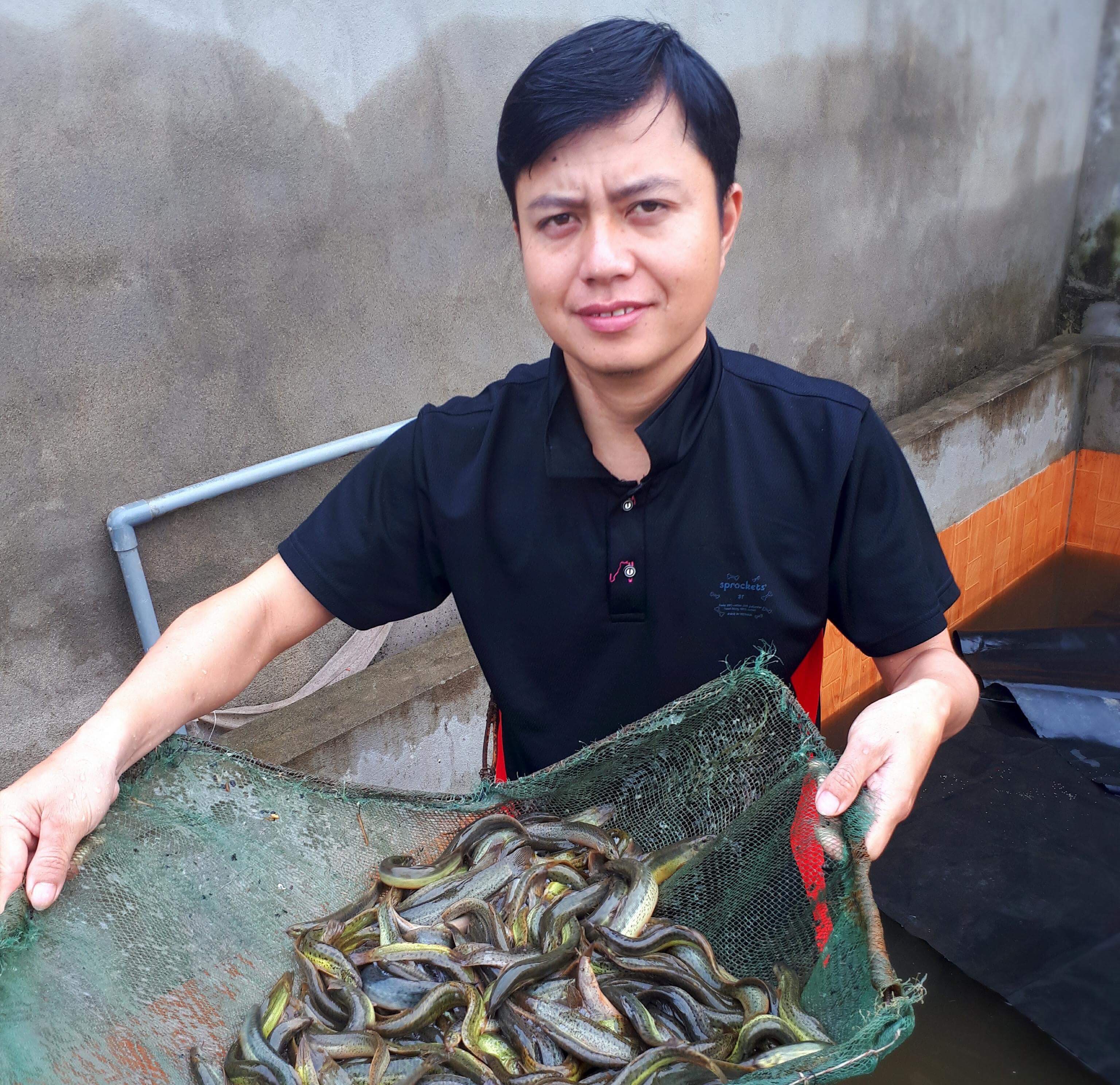 Chạch Quế khỏe mạnh được lựa chọn và bể để sinh sản