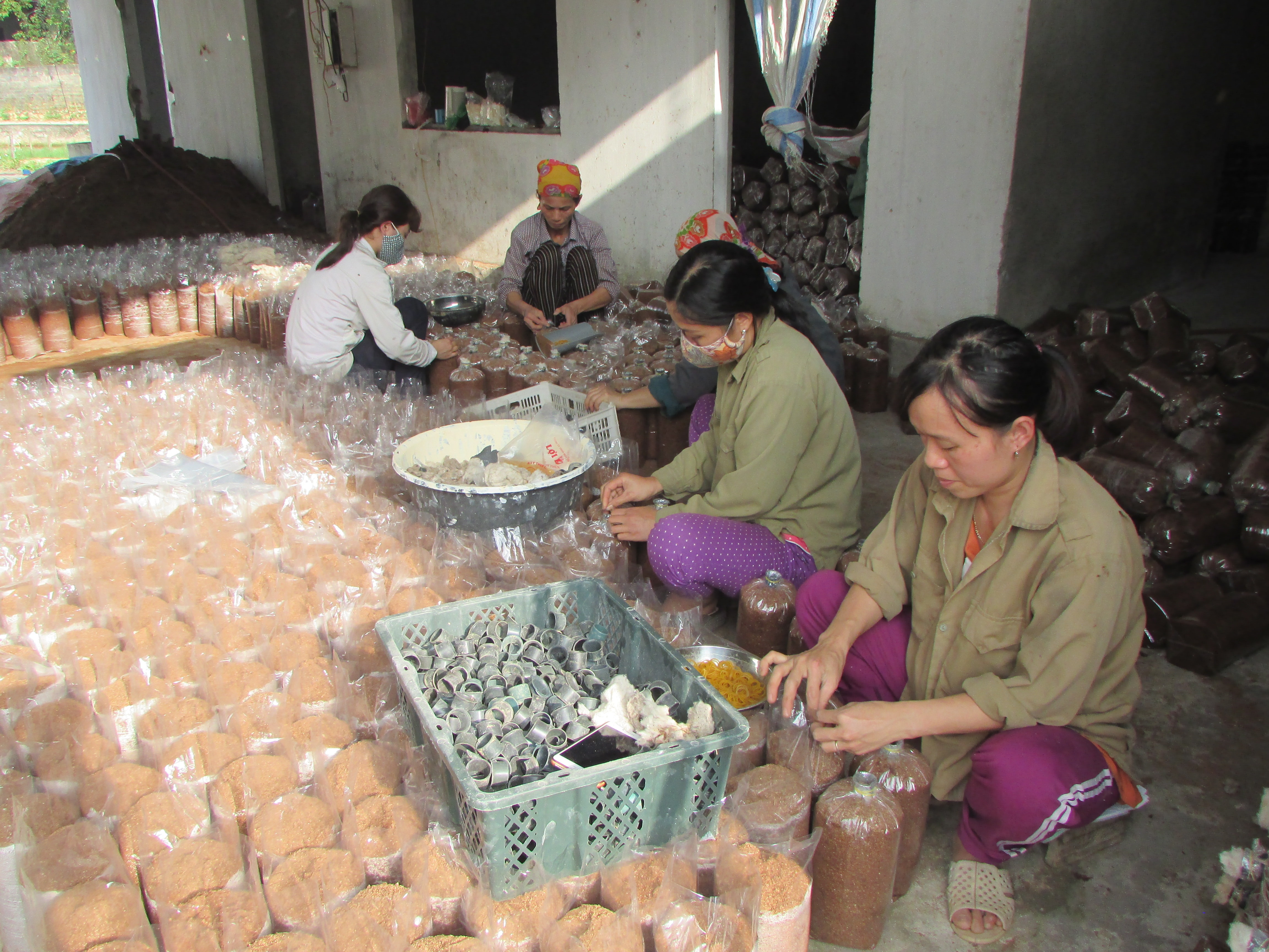 Phát triển nghề trồng nấm có nhiều lợi ích, đó là tận dụng nguồn phụ phẩm từ nông nghiệp như rơm rạ, mùn cưa, thân cây đậu, bã mía... Ảnh: Như Lành 