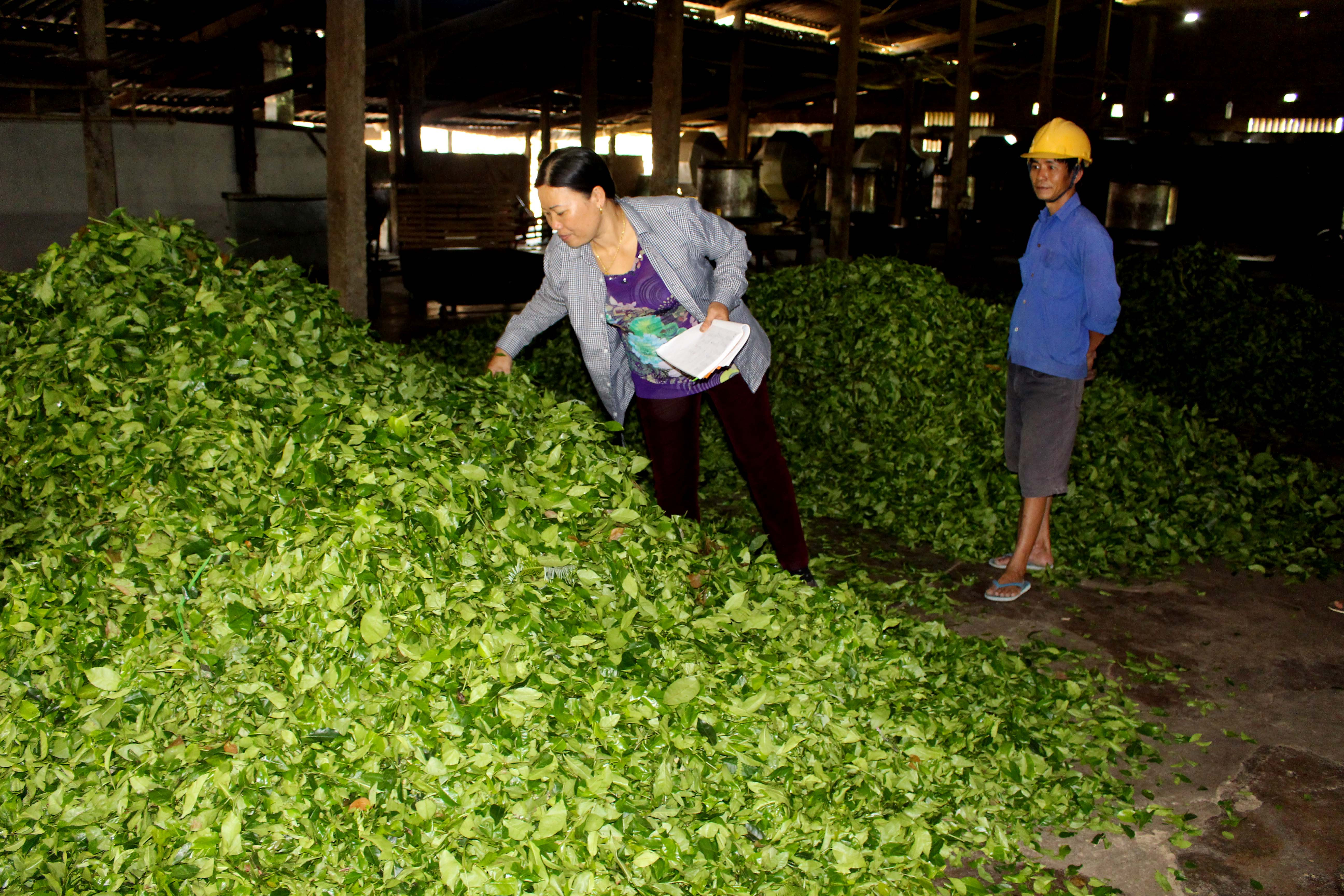 10.Hàng chục xưởng chè mini trên địa bàn, đang hoạt động hết công suất, thu mua và xử lý hàng trăm tấn chè tươi mỗi ngày. Chè búp Thanh Chương được chế biến thành nhiều sản phẩm: chè mảnh, chè bồm, chè cám, chè đặc biệt…  tiêu thụ khắp nơi trong nước và xuất khẩu. 