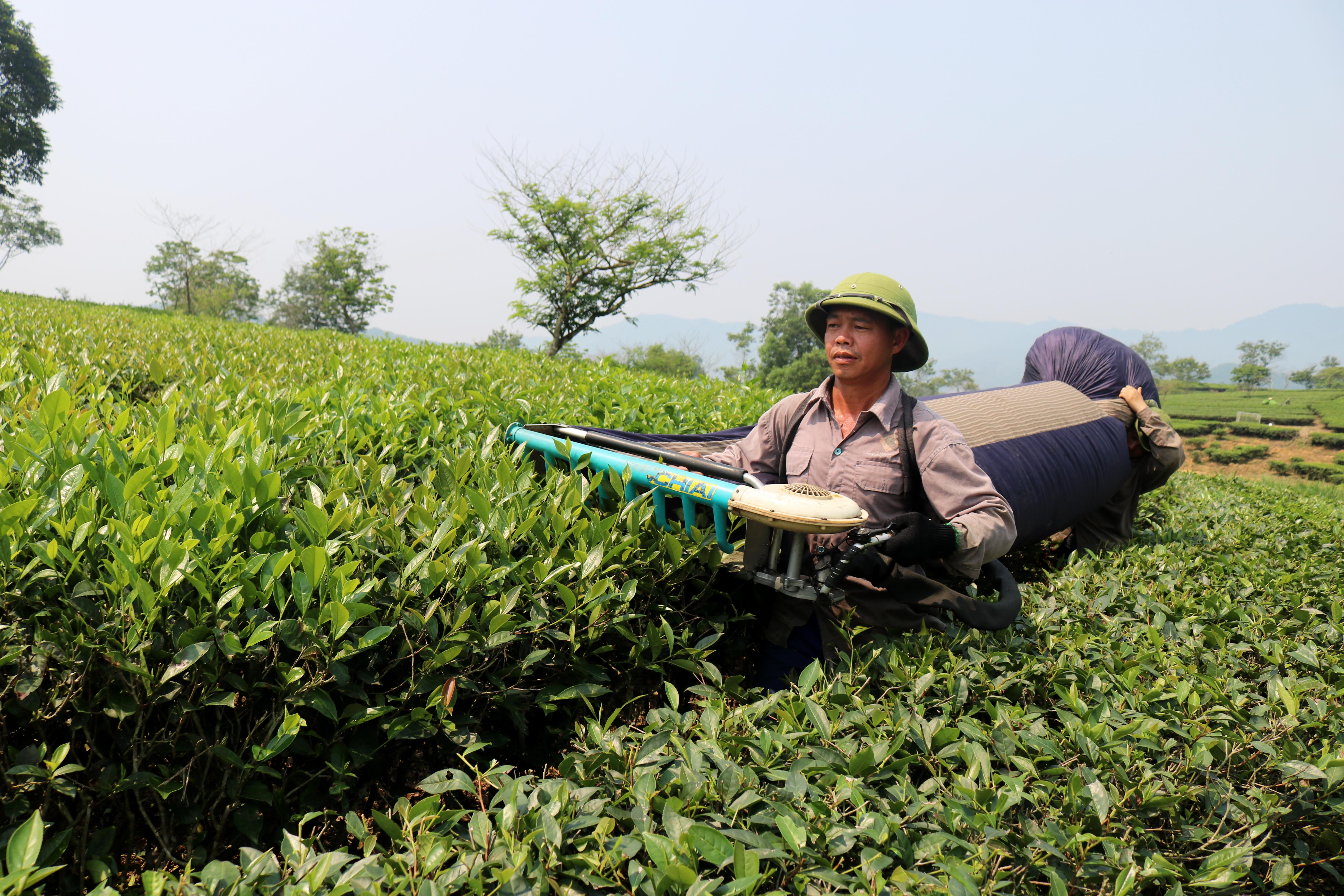 1.Trên những đồi chè lượn sóng ở các xã Thanh Thủy, Thanh Mai, Hạnh Lâm , Thanh Đức … người dân trồng chè  đang bước vào vụ thu hoạch chè Xuân.