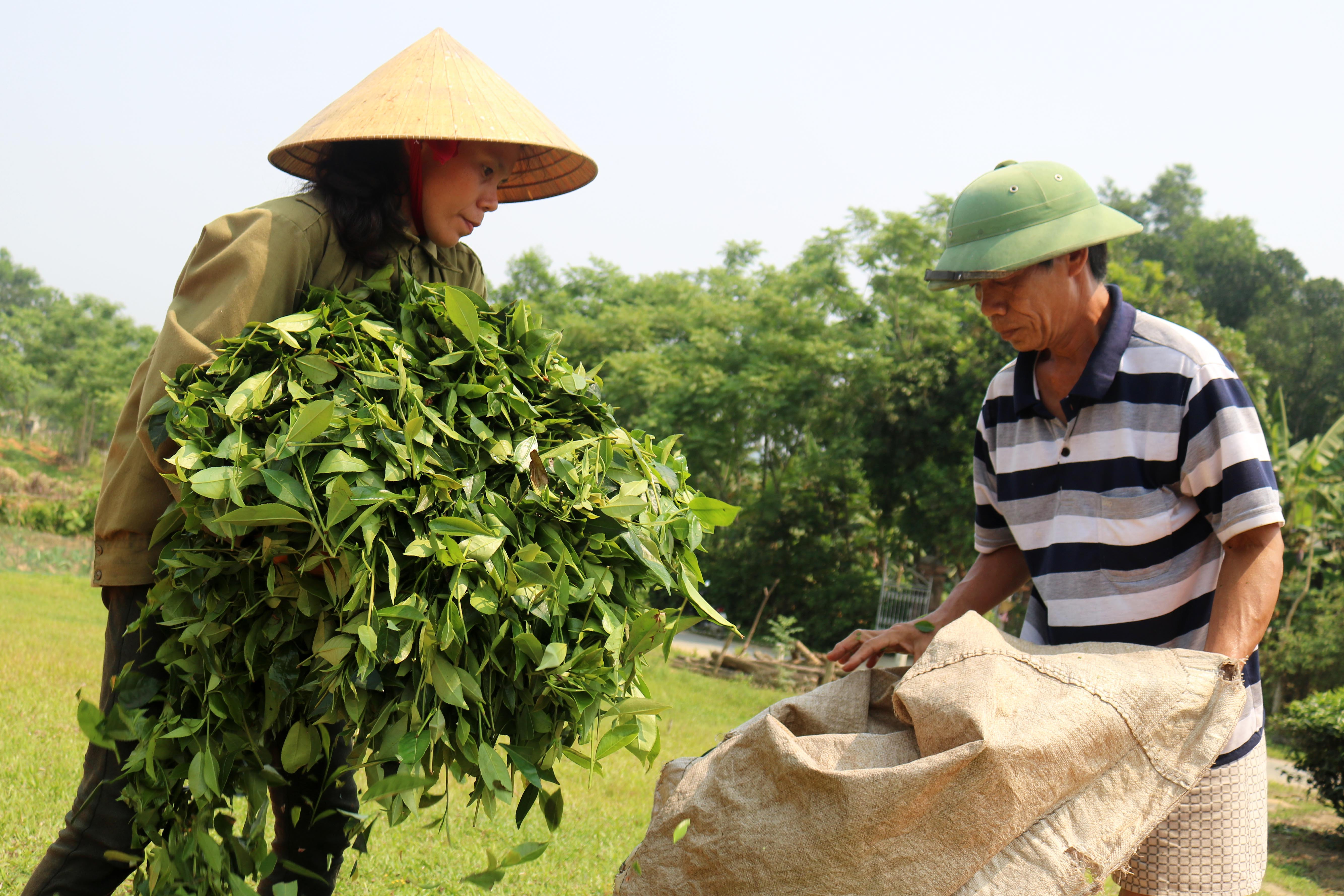 3.Theo chị Nguyễn Thị Hoa (40 tuổi) ở xóm 12/9, xí nghiệp chè Thanh Mai, vụ chè Xuân năm nay, sản lượng không cao, chỉ đạt khoảng 1,5 tấn/ha, nhưng khá được giá. Tùy từng vùng chè mà giá chè búp tươi giao động trên dưới 5000 đồng/kg, riêng các xưởng chế biến mini ở xã Thanh Mai thu mua với giá 5400 đồng/kg.