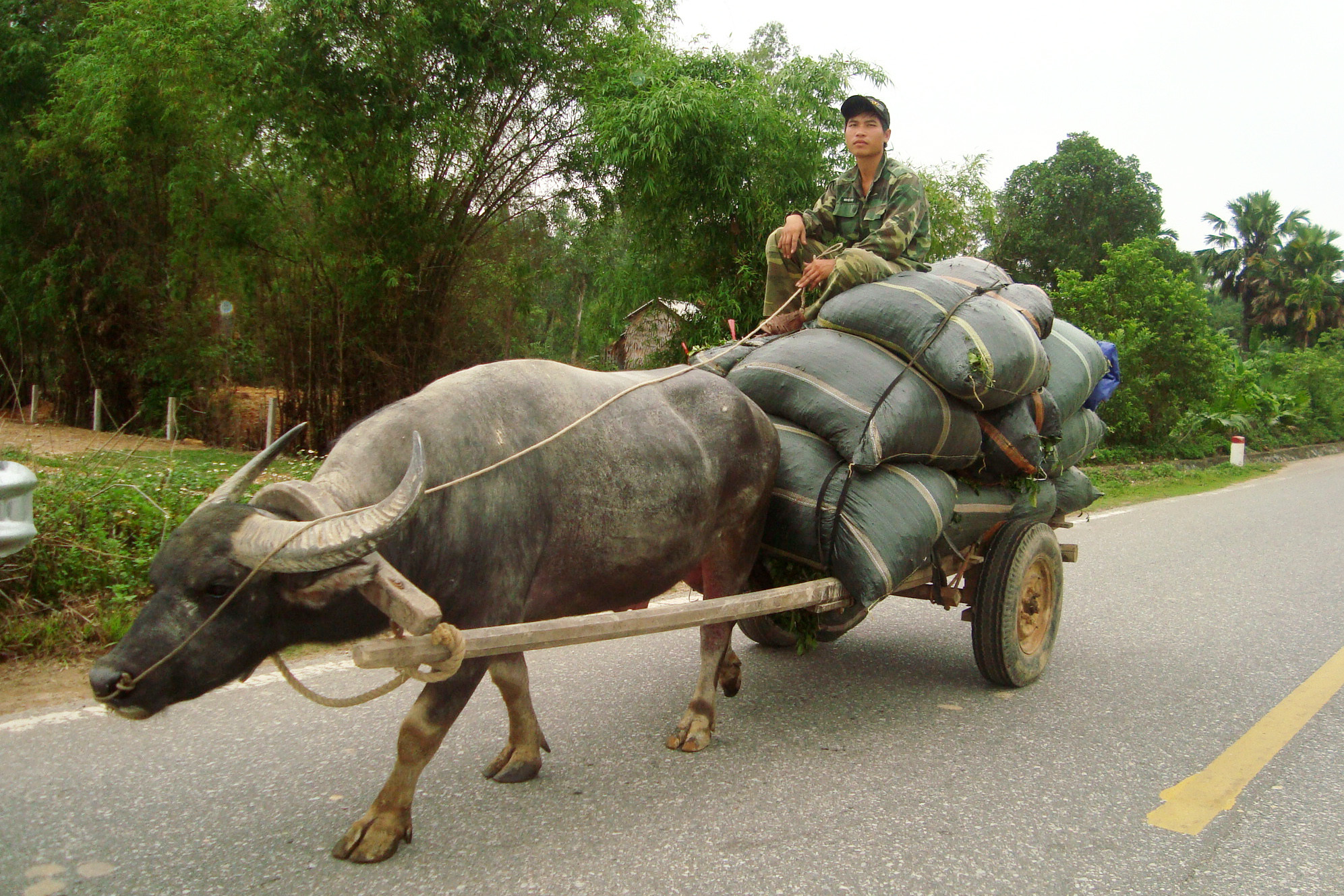 8.Xe trâu chở chè trên quốc lộ. Ảnh: Huy Thư