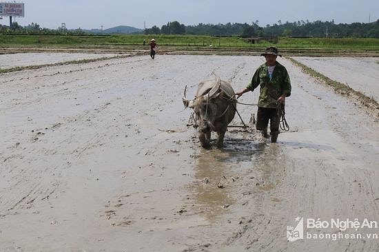 Nông dân cày đất. Ảnh: T.L