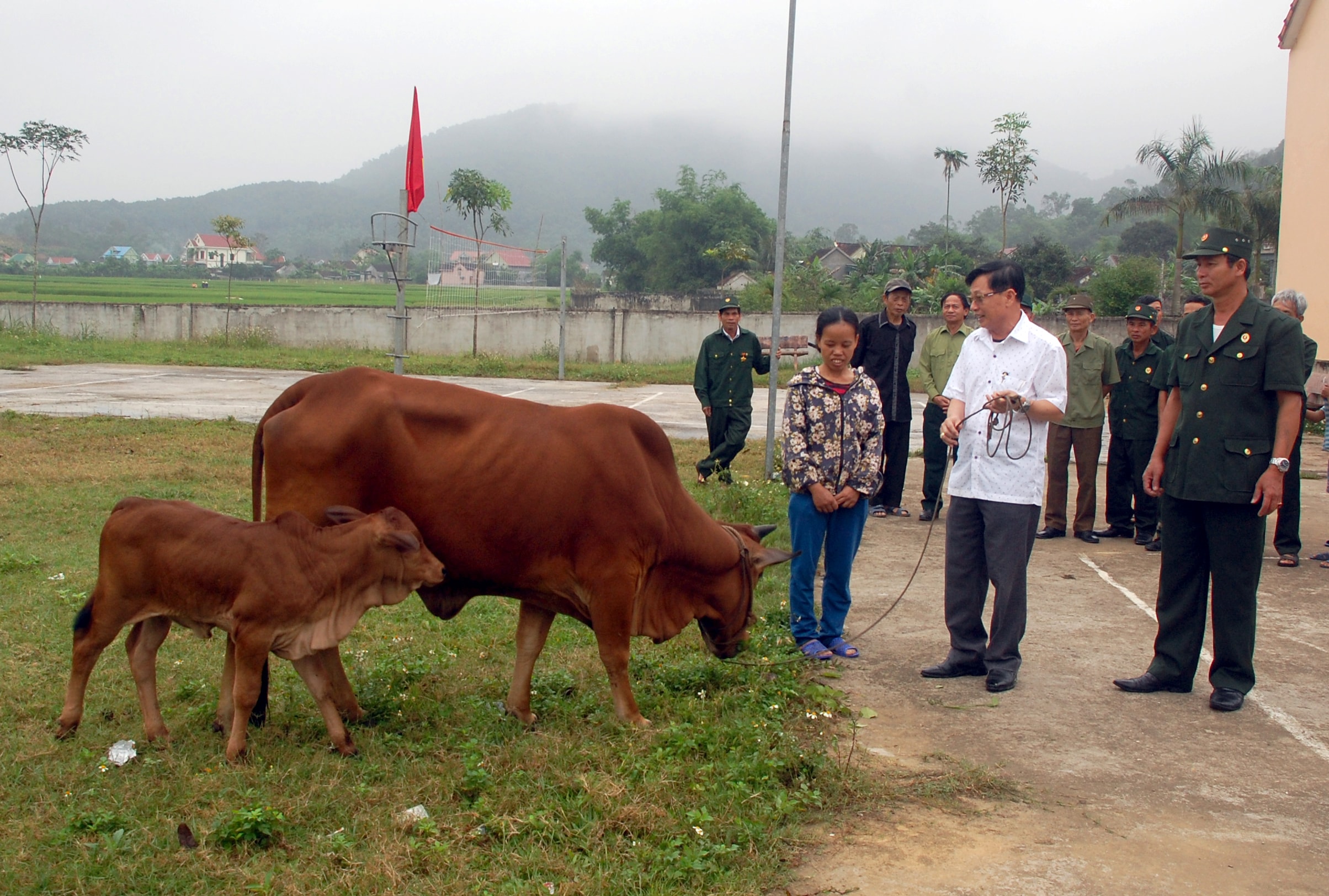 Bí thư Đảng ủy xã Sơn Thành tự trích tiền cá nhân mua bò giống sinh sản tặng hộ nghèo. Ảnh: Anh Tuấn