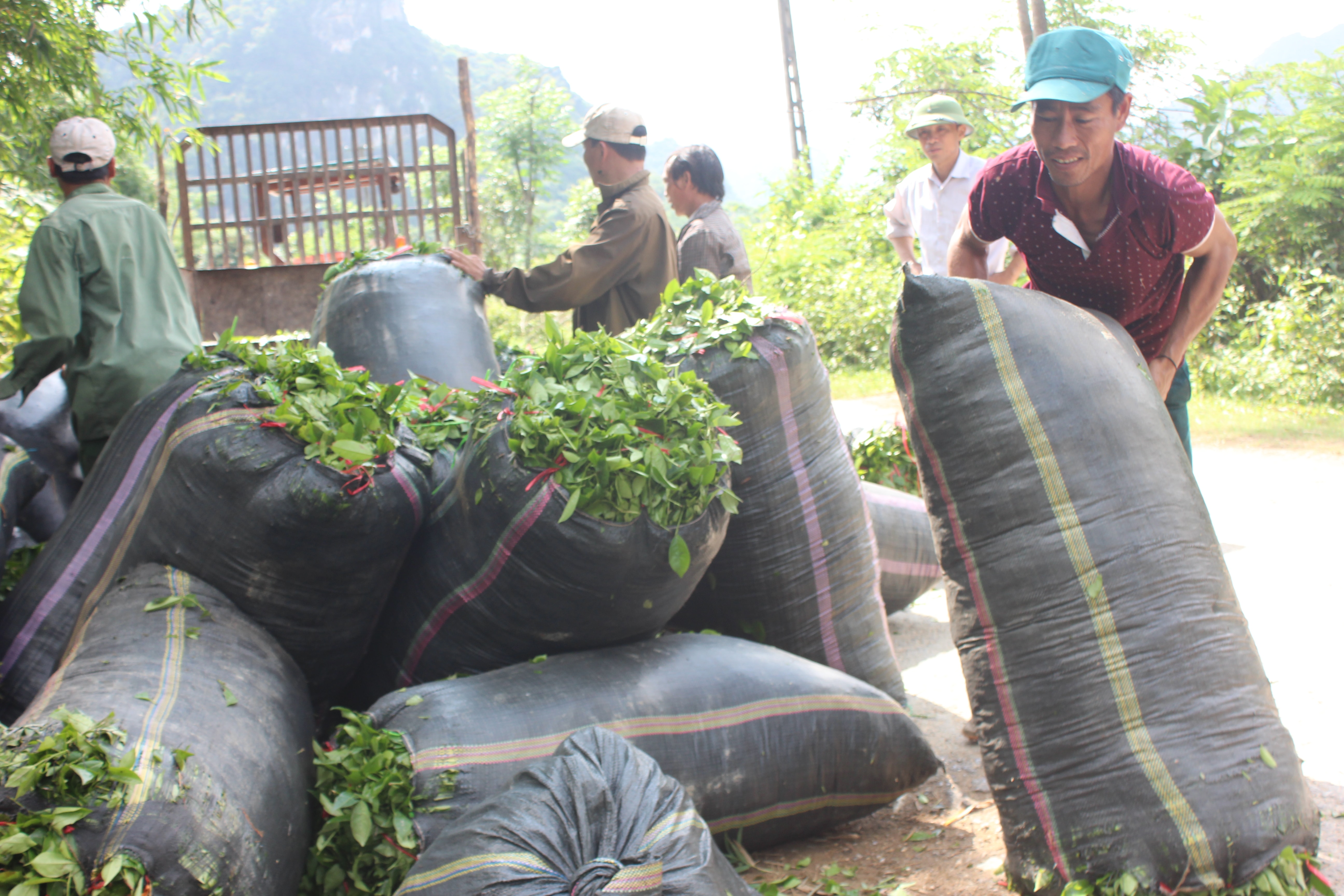 Sau khi thu hái, chè được chở đến điểm tập kết để xe tải vận chuyển đến các nhà máy chế biến. Ảnh: Tường Vi