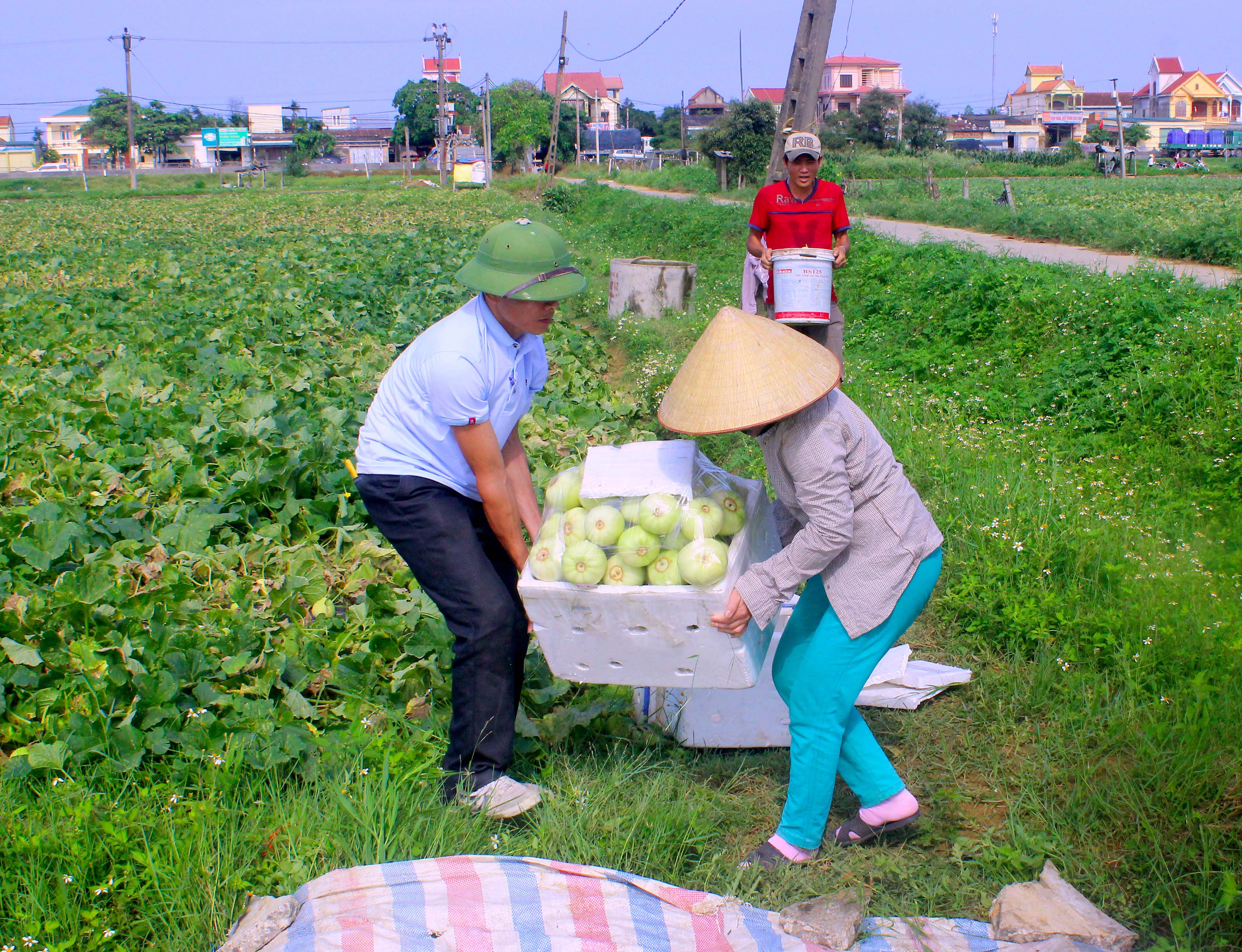 Người dân xã Diễn Kỷ (Diễn Châu) thu hoạch dưa. Ảnh: Quang An
