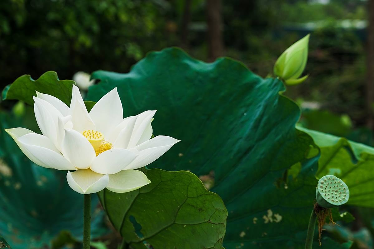 Hoa sen đầy đủ trong mình ý nghĩa triết học - nhân sinh cao quý, là ý nghĩa về âm dương ngũ hành và sức vươn dậy của một ý chí sống mãnh liệt như dân tộc Việt. Ảnh Trung Hà