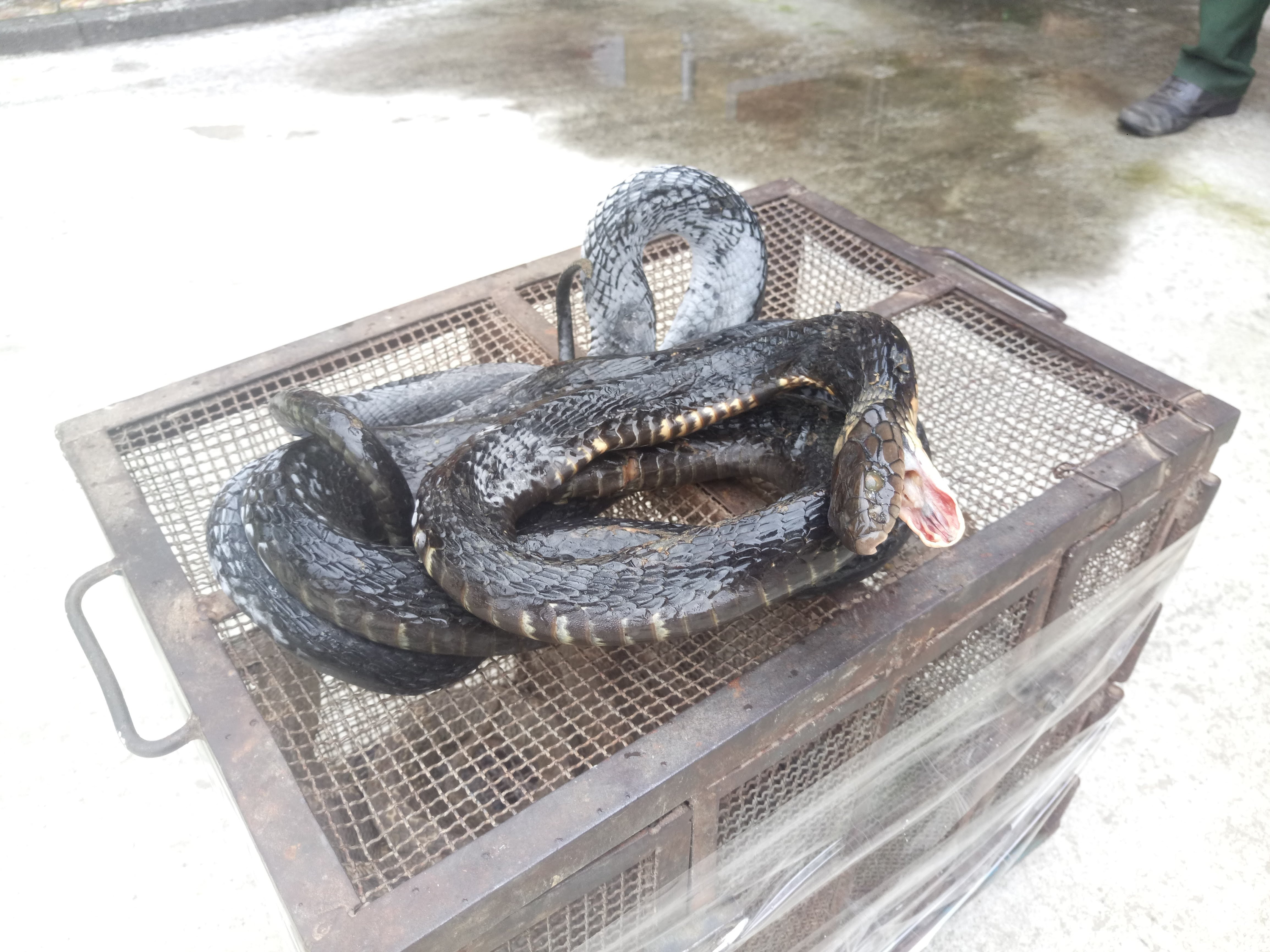 Cá thể rắn hổ mang chúa thuộc Ảnh: Thành Trung