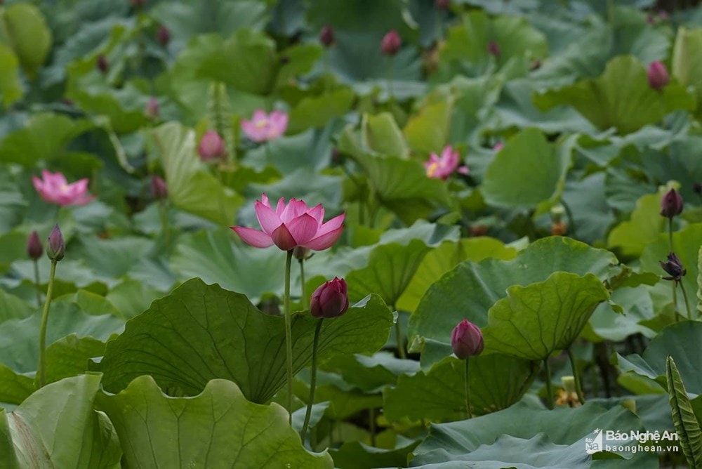 Hương sen tháng 5 ở xứ Nghệ. Ảnh tư liệu