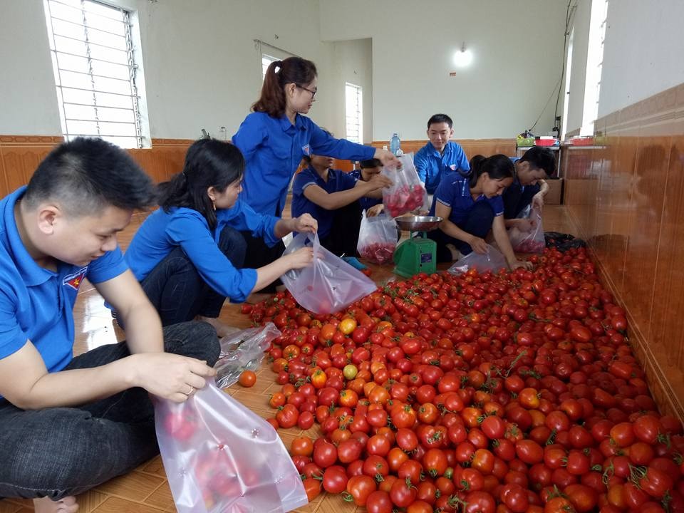 Các thành viên đội tình nguyện phân loại, đóng gói sản phẩm cà chua. Ảnh: Minh Hạnh