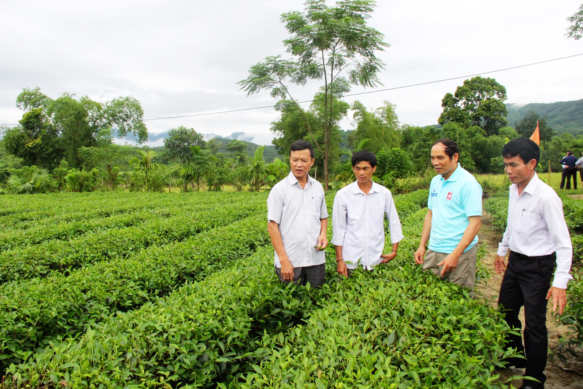 Cán bộ phòng Nông nghiệp huyện Anh Sơn trao đổi kỹ thuật trồng chè cho cán bộ, người dân xã Phúc Sơn.