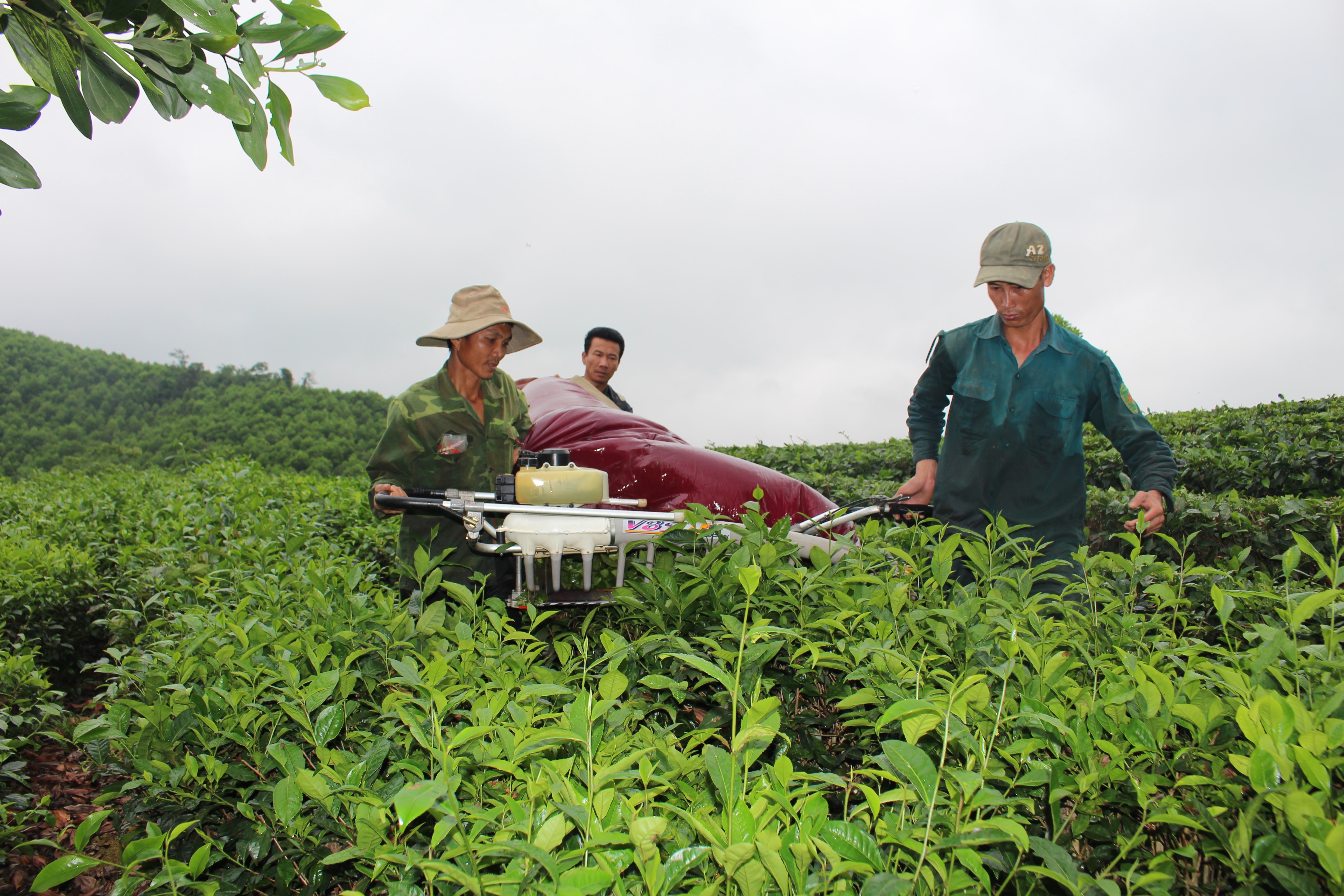 Gia đình anh Nguyễn Viết Hảo thôn 8, xã Long Sơn đang tập trung nhân lực thu hoạch 3 ha chè vụ xuân. Ảnh Thái Hiền