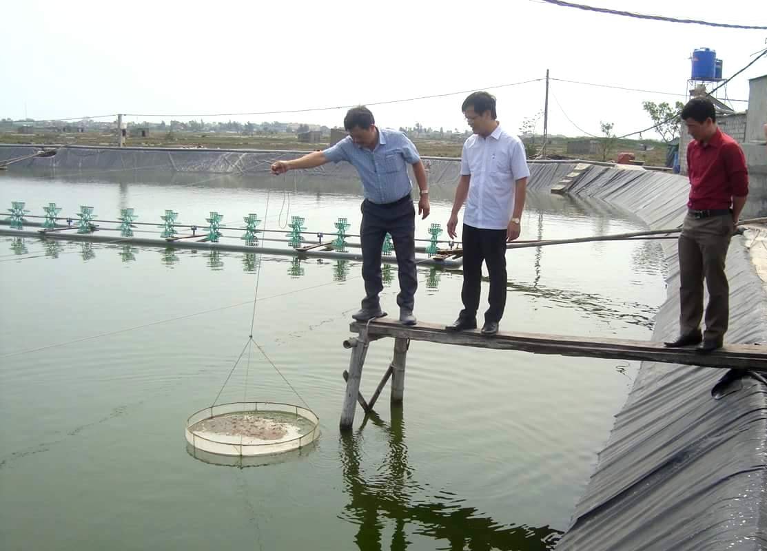 Toàn huyện Quỳnh Lưu hiện có 465 diện tích ao nuôi tôm, tình đến ngày 7/5/2018, bà con đã thả khép kín diện tích; bình quân tôm hiện có độ tuổi từ 20 - 60 ngày. Đây là thời điểm quan trọng, tôm phát triển nhanh và nhạy cảm với thời tiết nên bà con cần thường xuyên kiểm tra để có giải pháp chăm sóc, bảo vệ. Ảnh: Việt Hùng