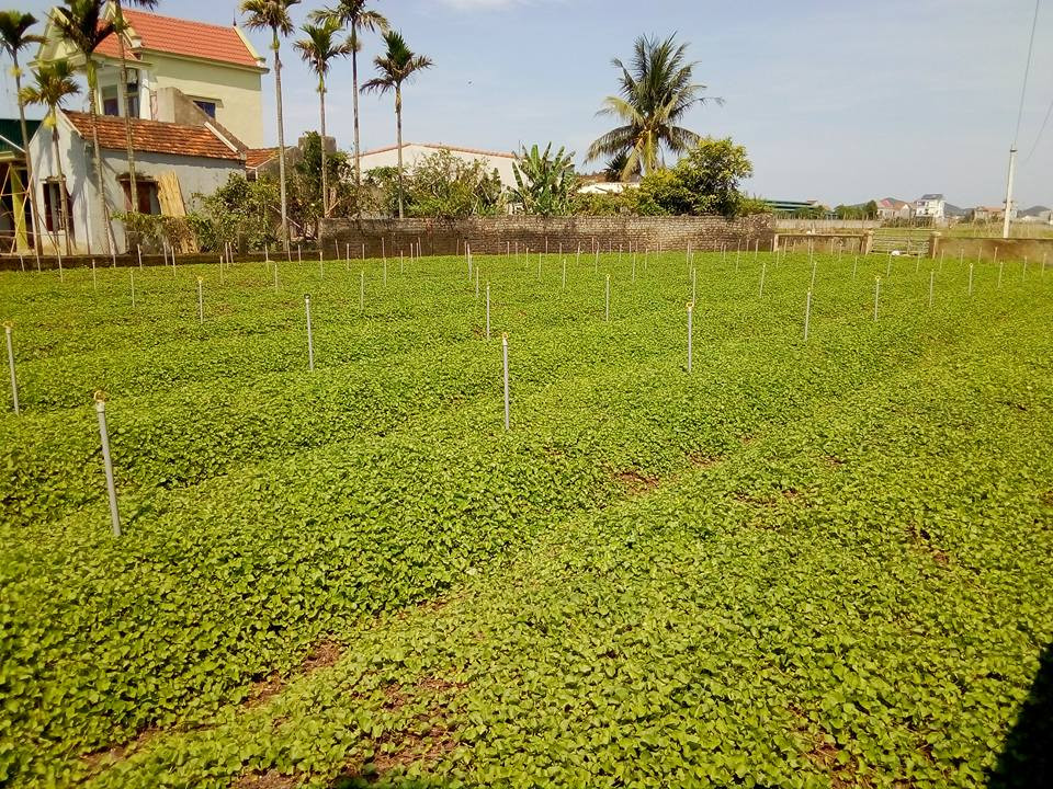 Để đảm bảo cho rau má phát triển tốt gia đình ông Cần lắp thêm hệ thống tưới nước tự động. Ảnh: Như Thủy