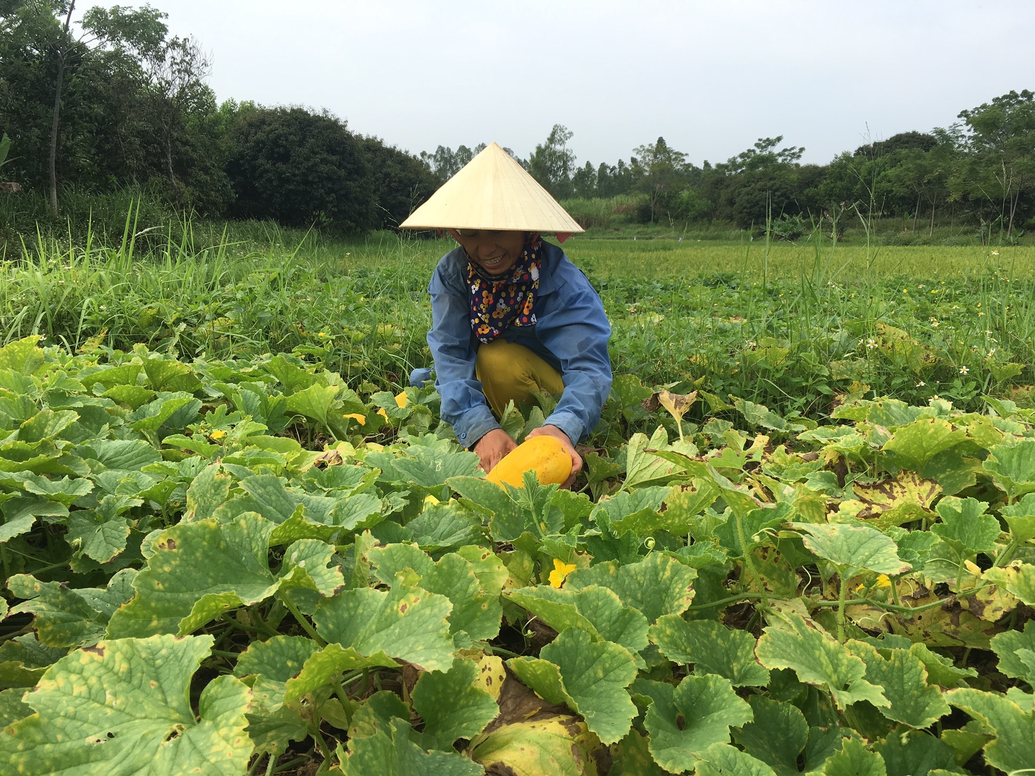 Nông dân xã Quỳnh Vinh (Quỳnh Lưu) thu hoạch dưa vàng. Ảnh: Thanh Thủy