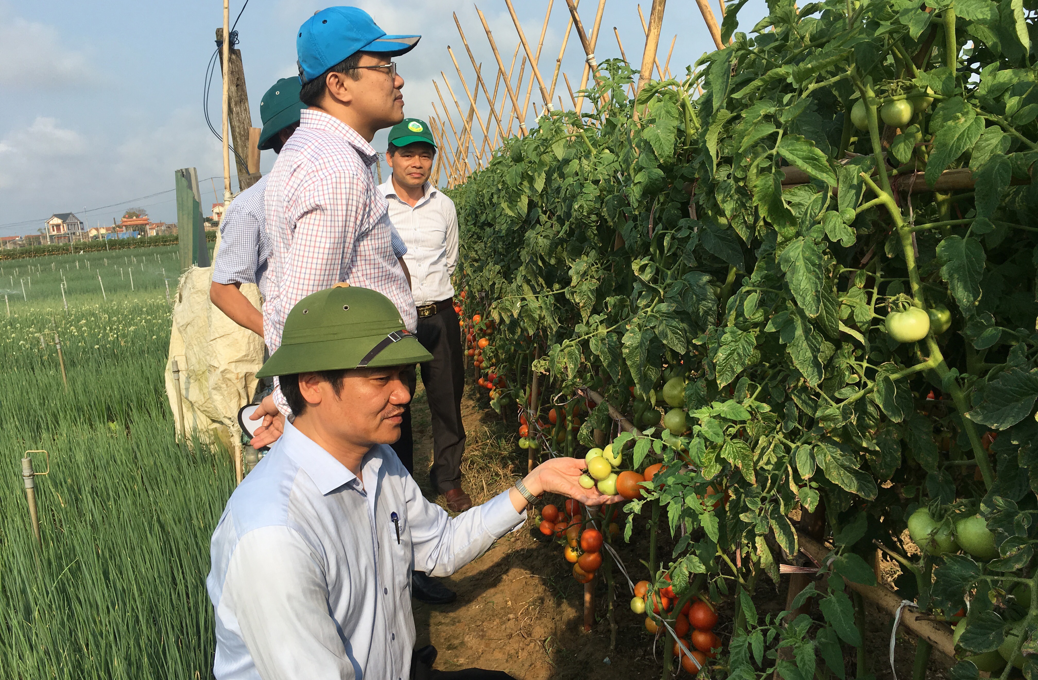 Đoàn công tác khảo sát tại cánh đồng rau màu xã Quỳnh Lương. Ảnh Phú Hương