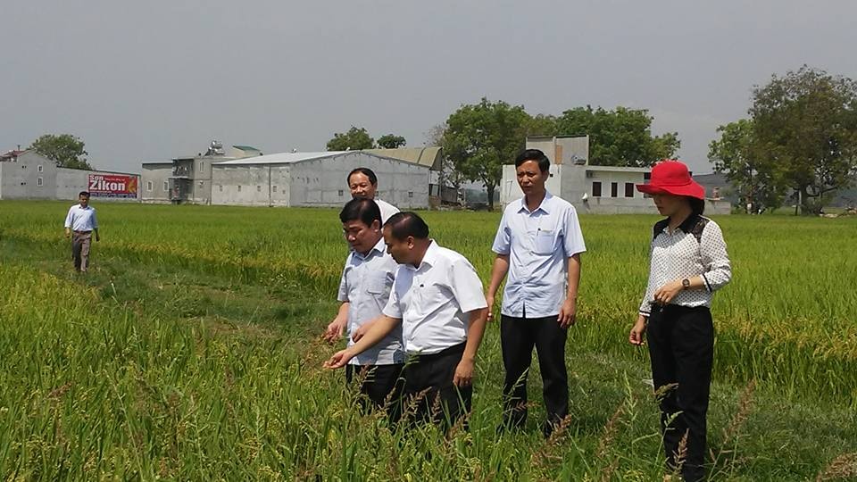 Kiểm tra mô hình trồng lúa chất lượng cao ở Yên Thành. Ảnh: Đức Dân