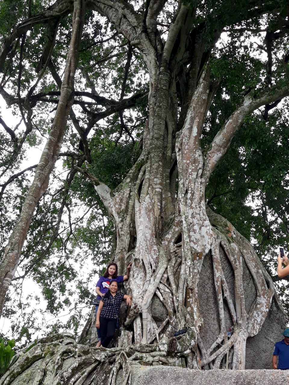 Cây sanh ngàn năm tuổi ở bản Kẻ Mui, xã Giai Xuân (Tân Kỳ). Ảnh: Đinh Nguyệt