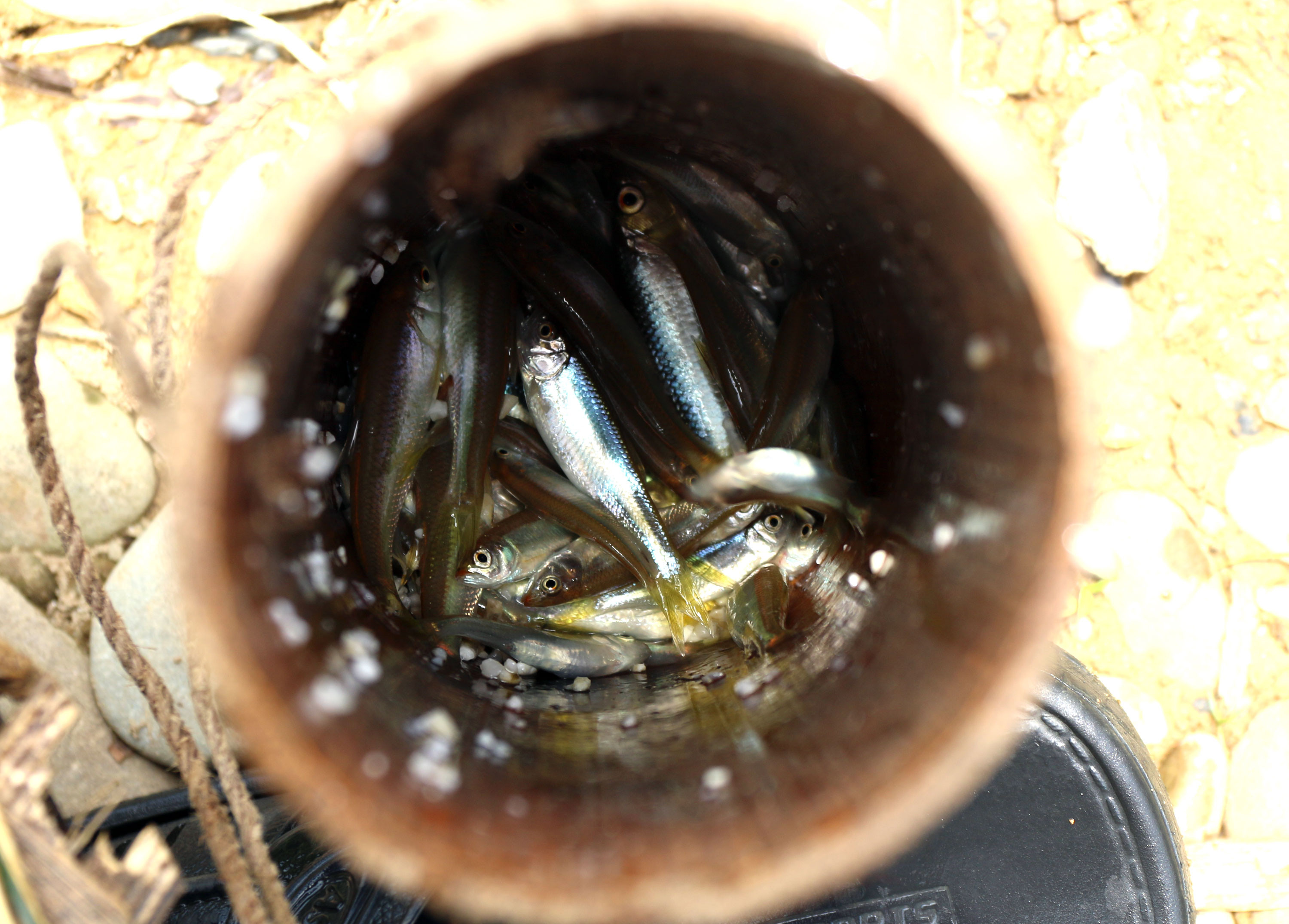 Những ống tre đựng đầy cá là sản phẩm từ những dụng cụ đánh bắt đơn giản trên vùng cao xứ Nghệ. Ảnh: Đào Thọ