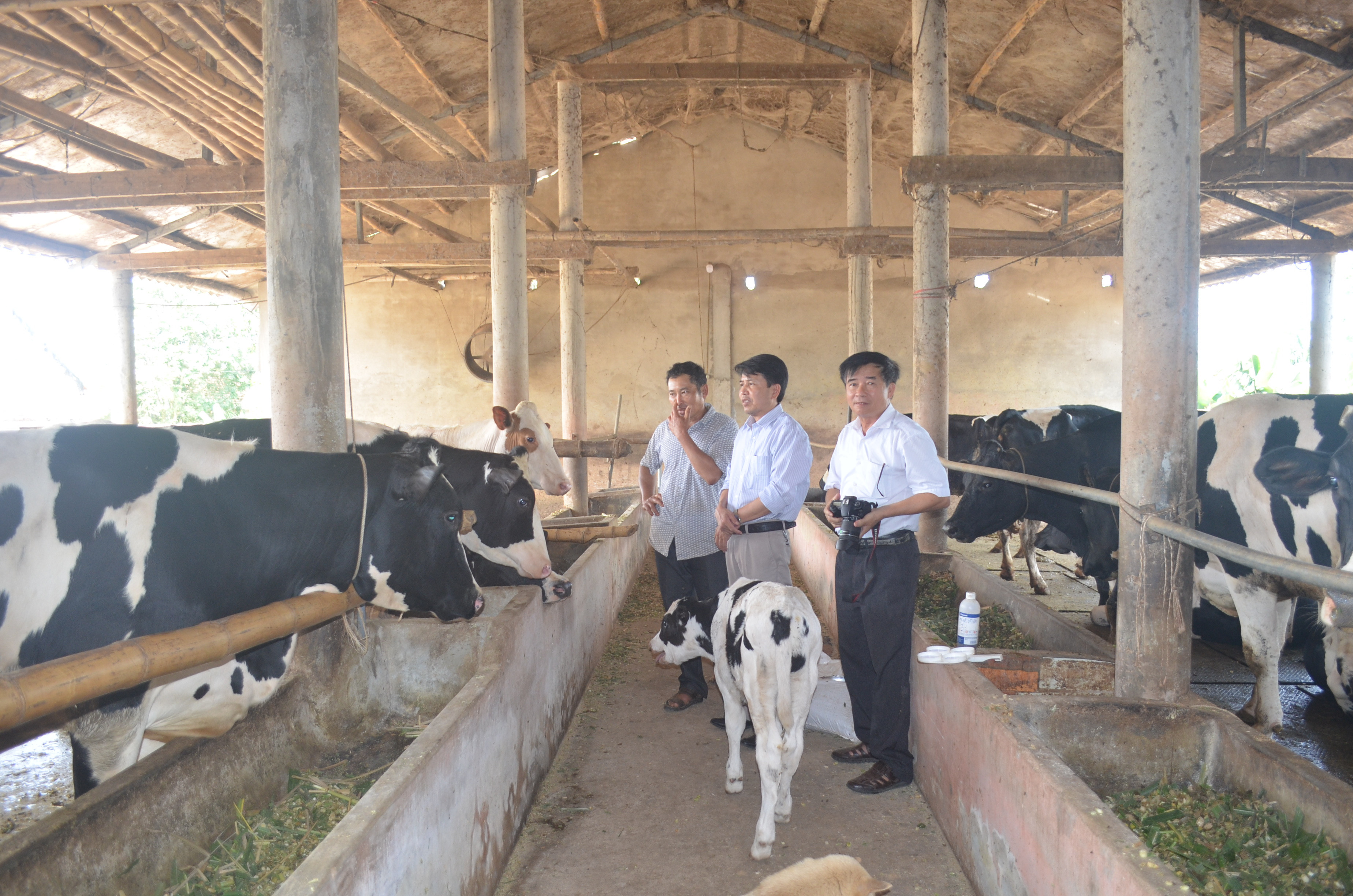 Trang trại nuôi bò sữa của một hộ gia đình ở huyện Tân Kỳ. Ảnh: Nhật Lân.