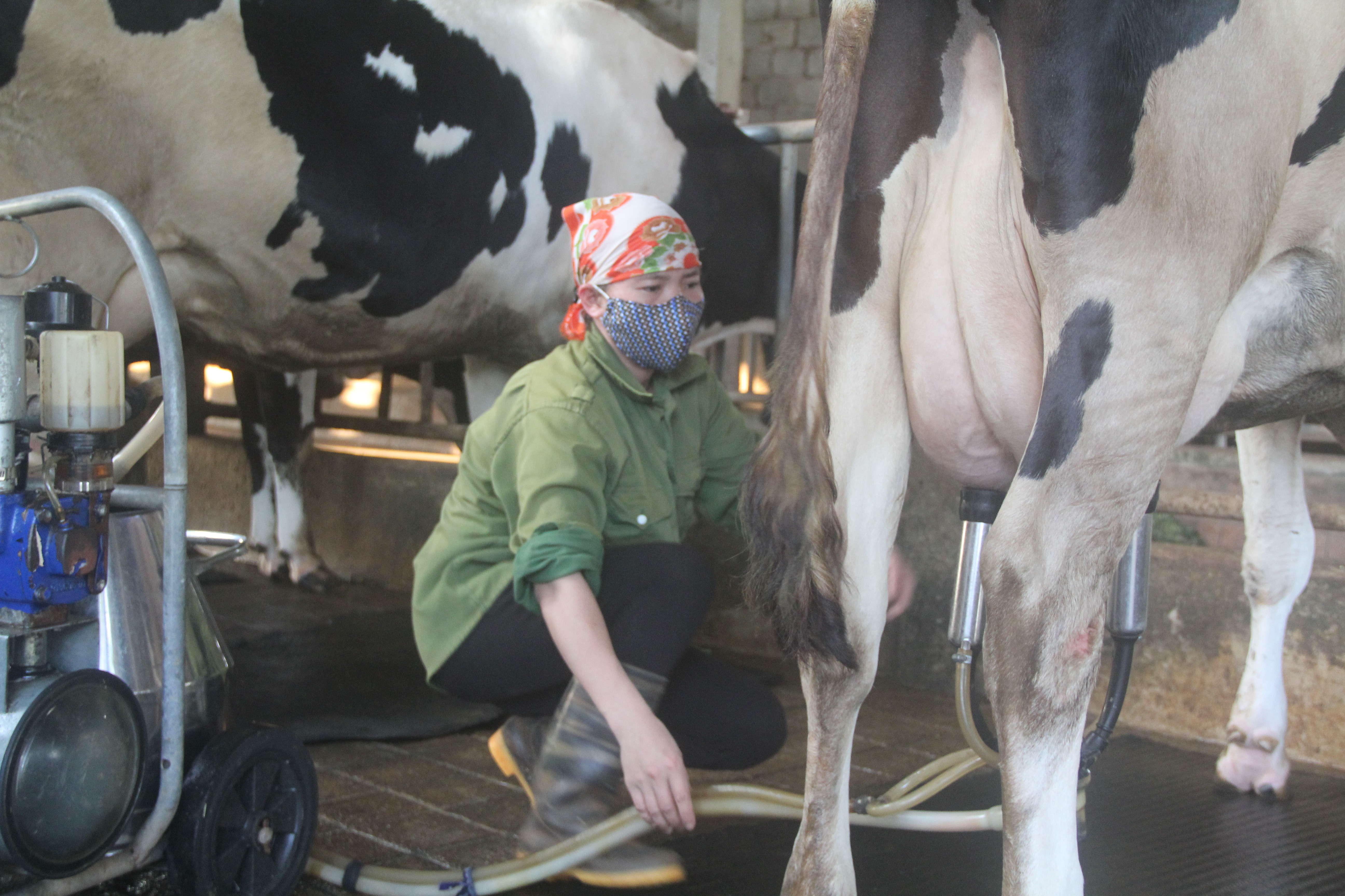 Người chăn nuôi bò sữa ở Nghệ An đang thực hiện công đoạn hút sữa. Ảnh: Việt Long