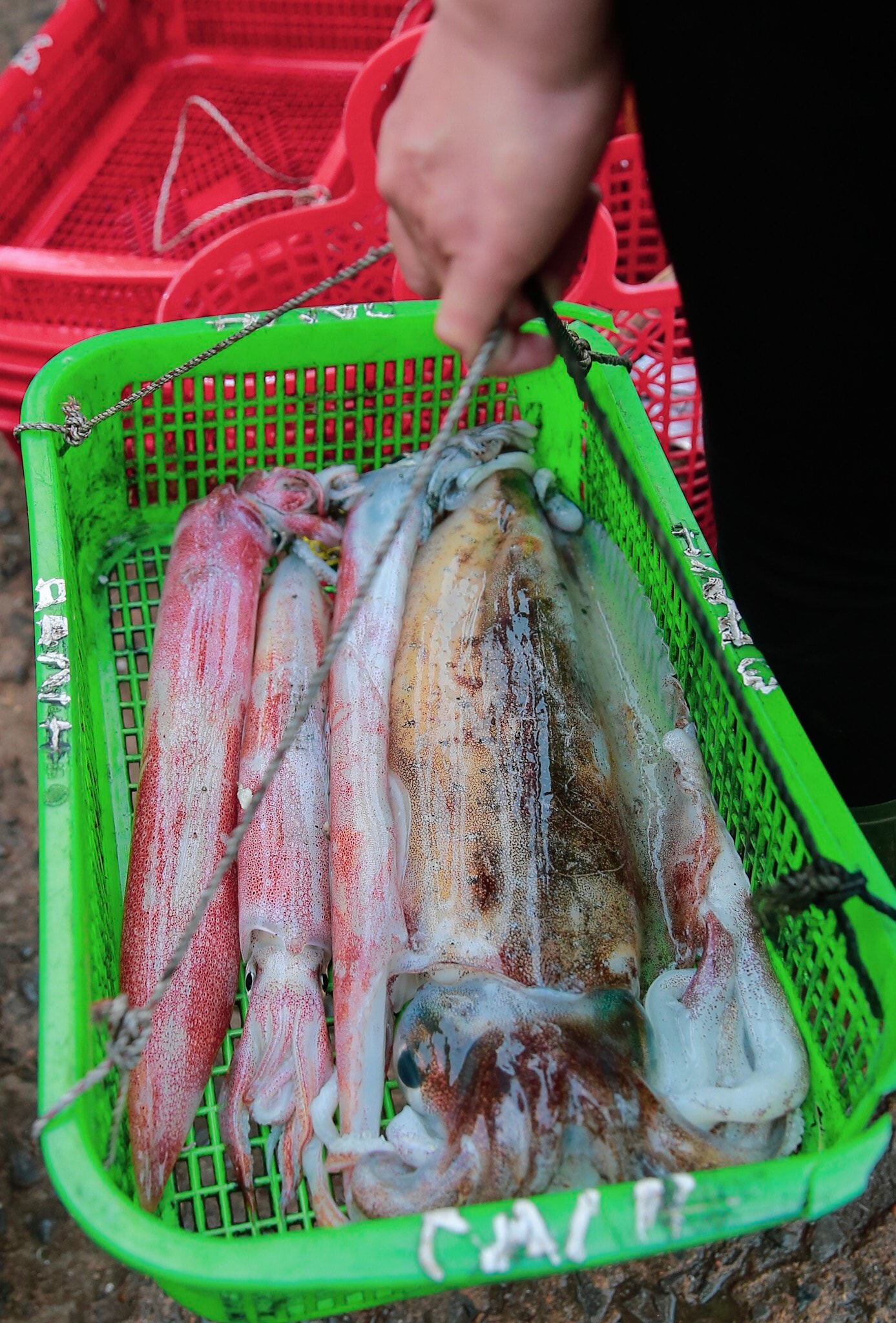 Mực mới đánh lên tươi rói. Ảnh: Hải Vương