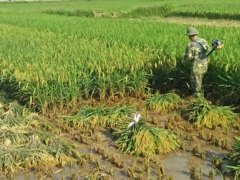 Người dân xã Thanh Đồng (Thanh Chương) khẩn trương gặt lúa trên nương mạ để làm đất gieo mạ. Ảnh: Đình Hà