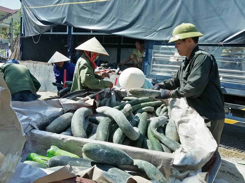 Một doanh nghiệp ở Hà Nội về thu mua một lúc 10 tấn bí xanh cho bà con. Ảnh: Đình Hà
