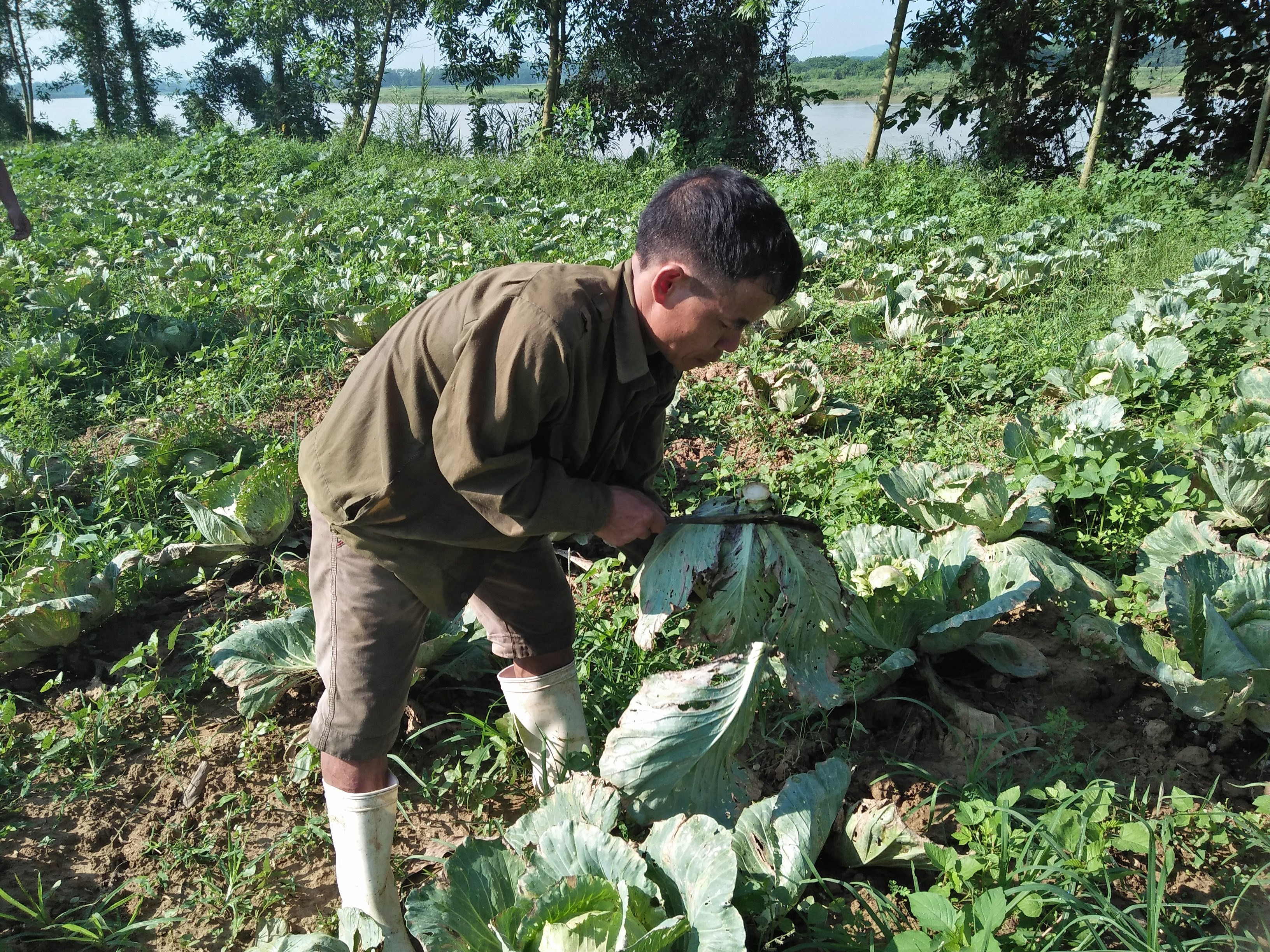 .Trong bap cai trai vu, huong di moi cua nguoi dan-hinh-anh-2