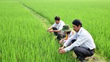 Nghệ An: Đưa nhiều giống lúa chất lượng cao vào sản xuất vụ xuân 