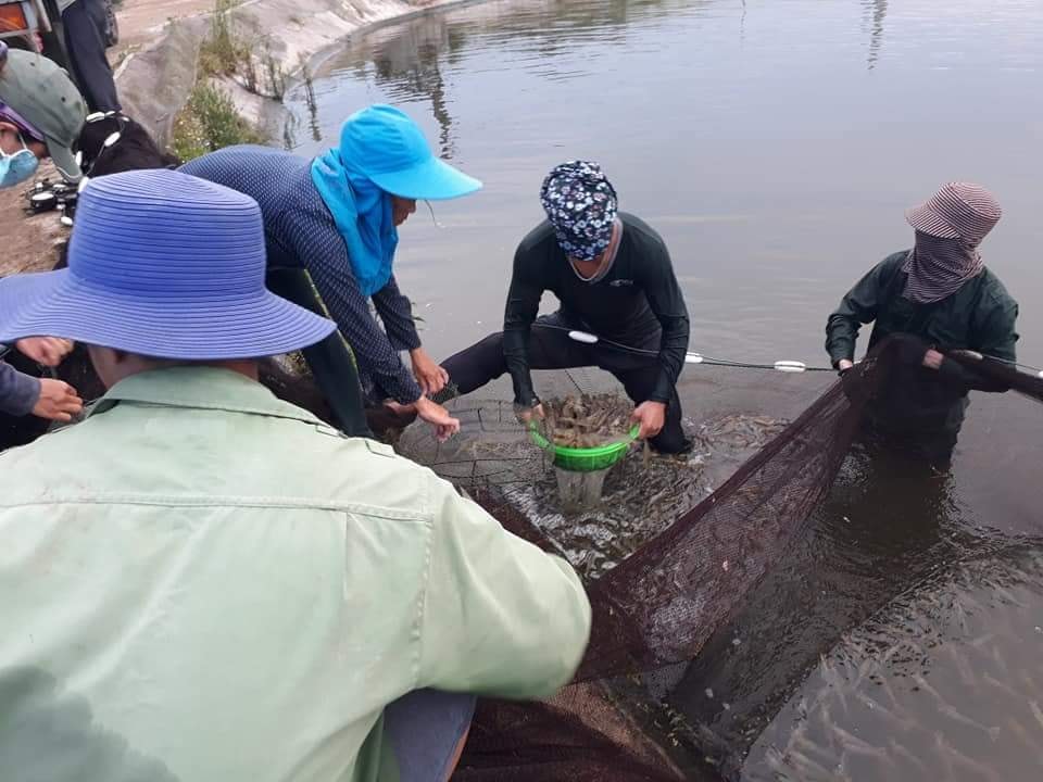 thu hoạch tôm . Ảnh Việt Hùng