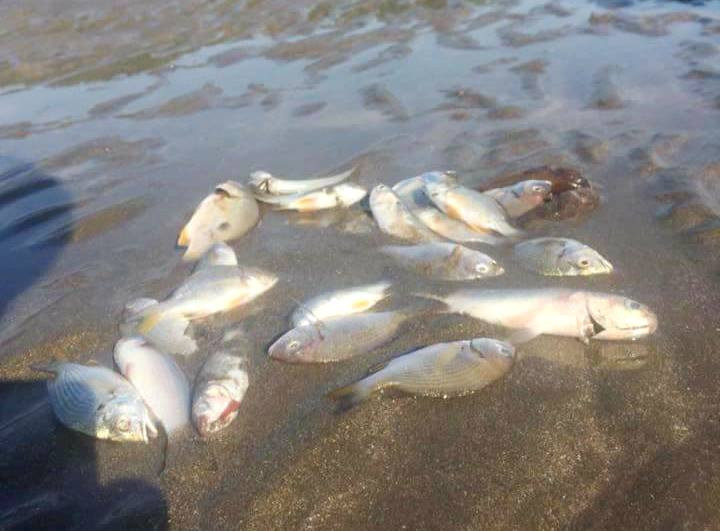 Cá chết bất thường trên sông Hàu thuộc xã Tiến Thủy (Quỳnh Lưu). Ảnh: Tân Bảo.