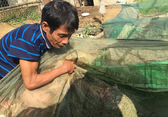Ông Nghị đang kiểm tran ếch con đẻ được 10 ngày (thường gọi là nòng nọc); thức ăn cho ếch được ông Nghị chế biến tùy theo ngày tuổi. Ảnh: Ngọc Phương