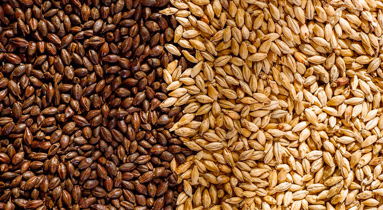 Hạt lúa mạch, nguyên liệu sản xuất sản phẩm TH true Malt. Ảnh: Phú Hương 