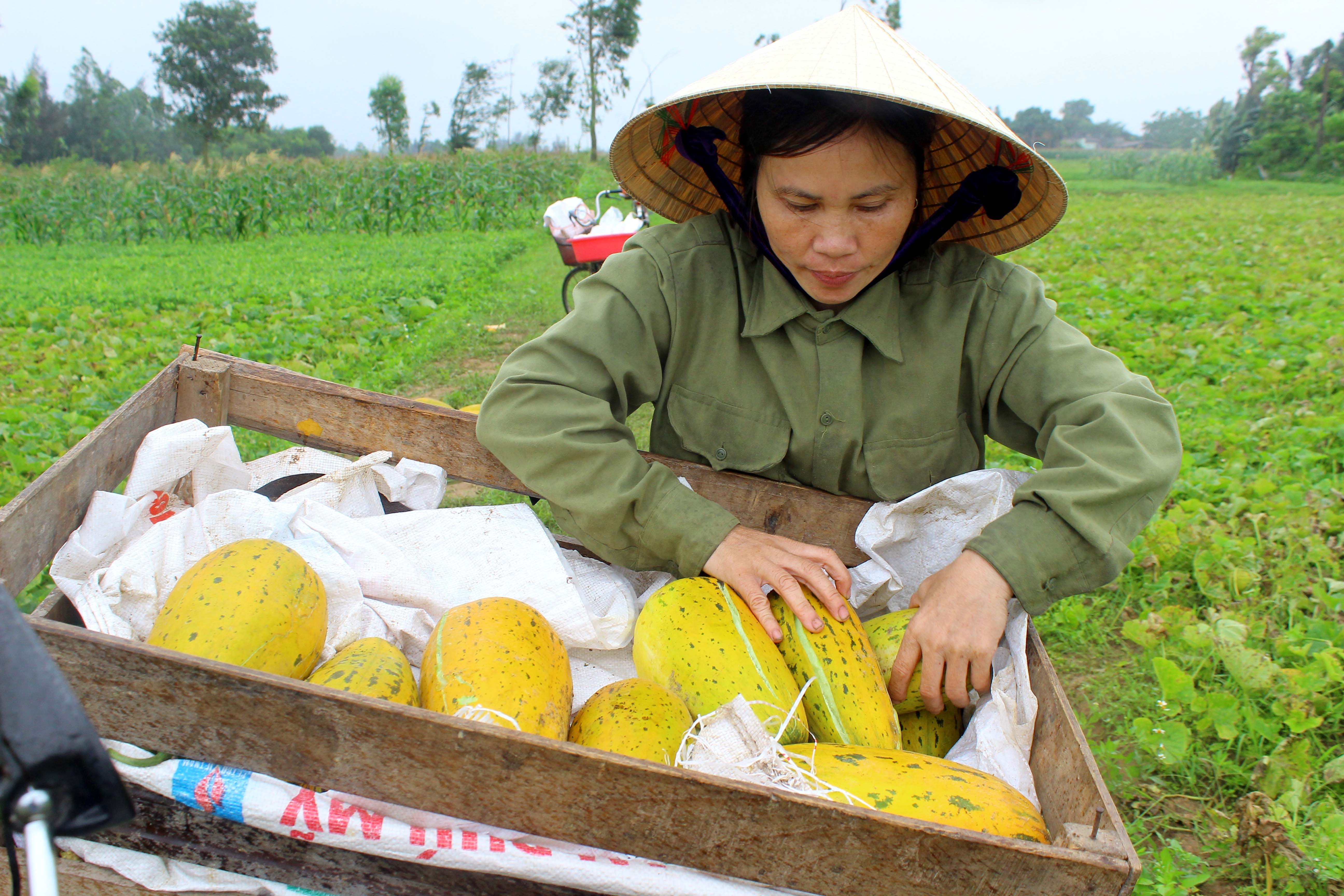 Bà con Nghi Hương chở dưa đi bán. Ảnh: Quang An