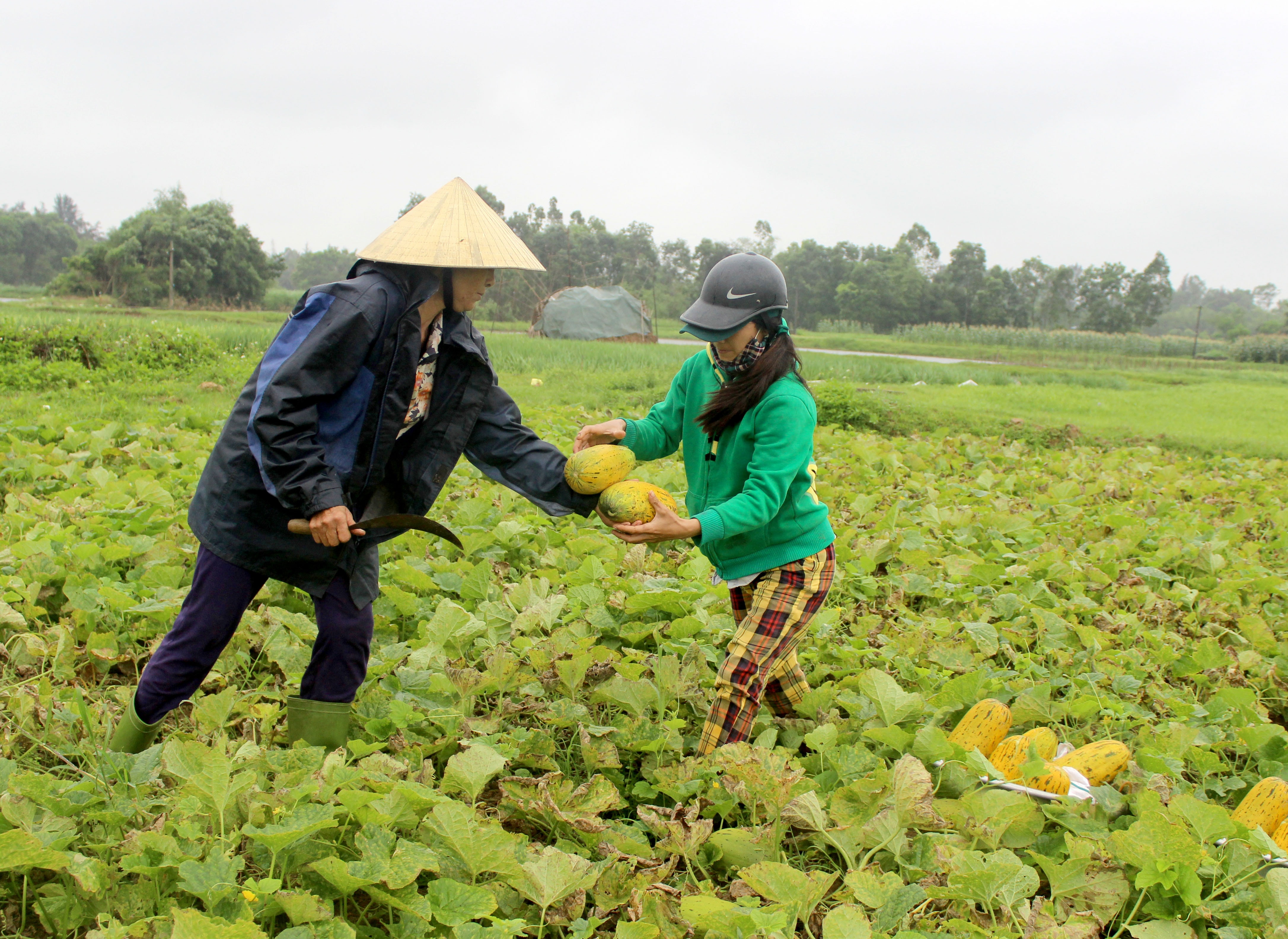 Người dân Nghi Hương thu hoạch dưa bở. Ảnh: Quang An