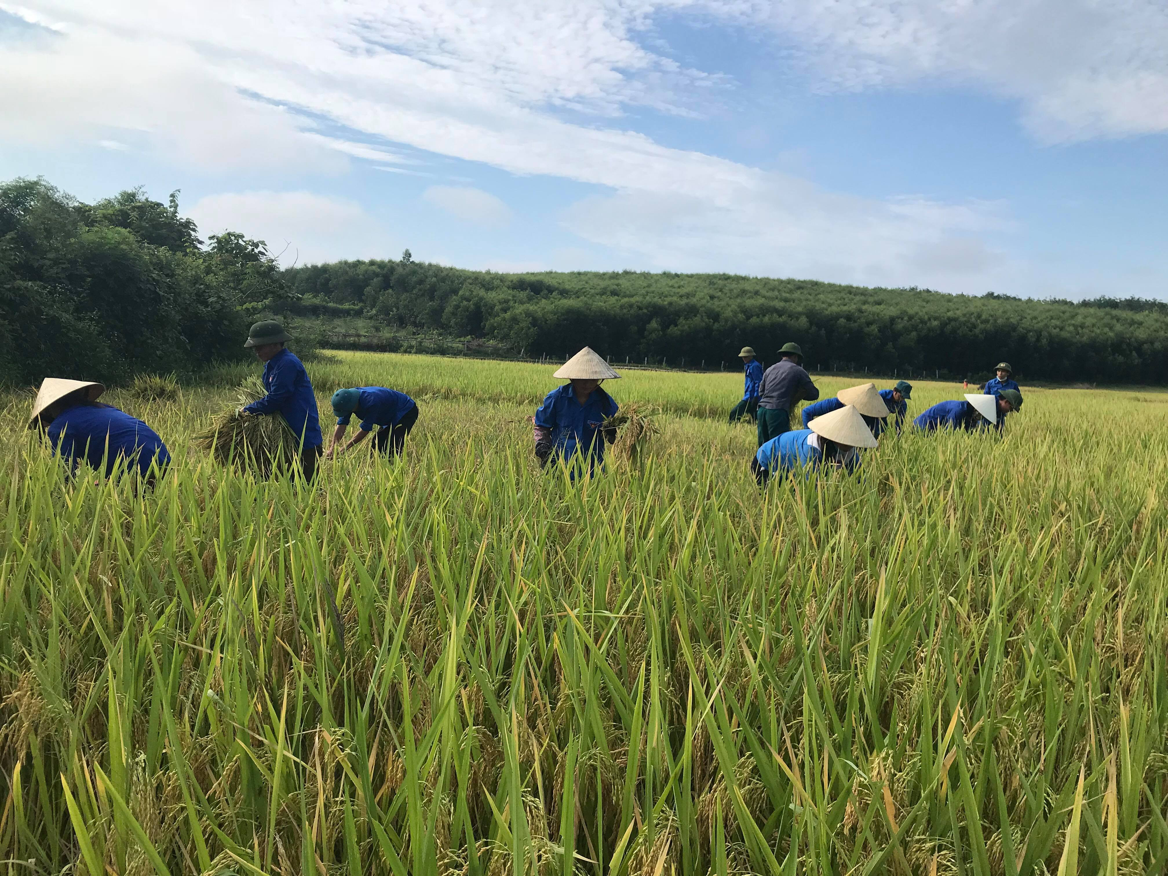 Đông đảo đoàn viên thanh niên đội nắng giúp dân gặt lúa. Ảnh: Minh Thái