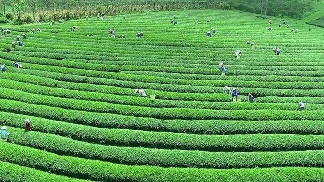 Mộc Châu, Sơn La: Mộc Châu mùa hạ là những đồi chè xanh ngút ngàn và những chiều lang thang trên đồi thông Bản Áng – nơi mỗi buổi hoàng hôn là một áng thơ trữ tình tuyệt đẹp.