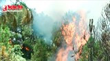 Cháy rừng thông ở Đô Lương