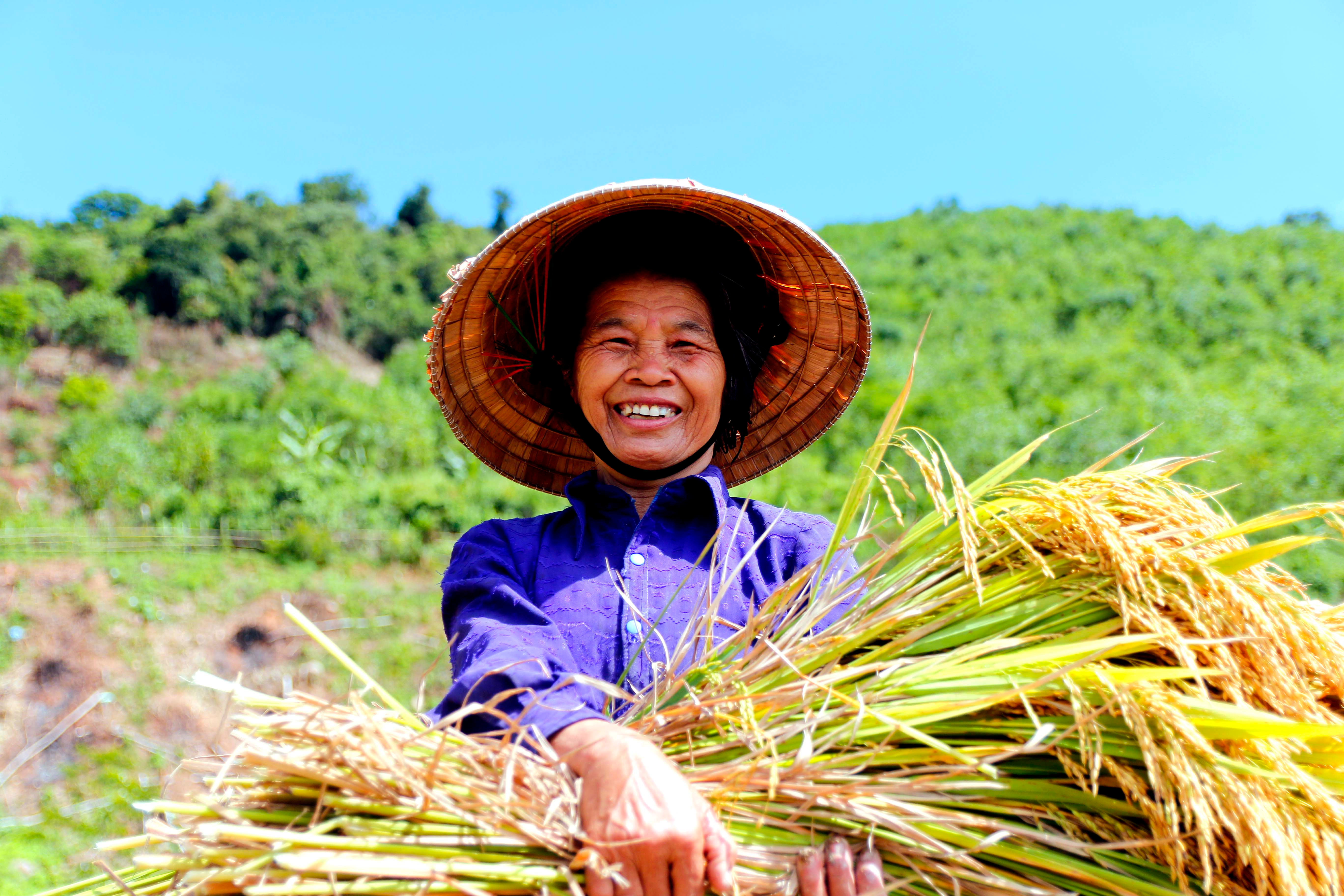 Bà con bản Quang Thịnh, xã Tam Đình (Tương Dương) cũng đang khẩn trương thu hoạch để gieo vụ mới. Ảnh: Đình Tuân