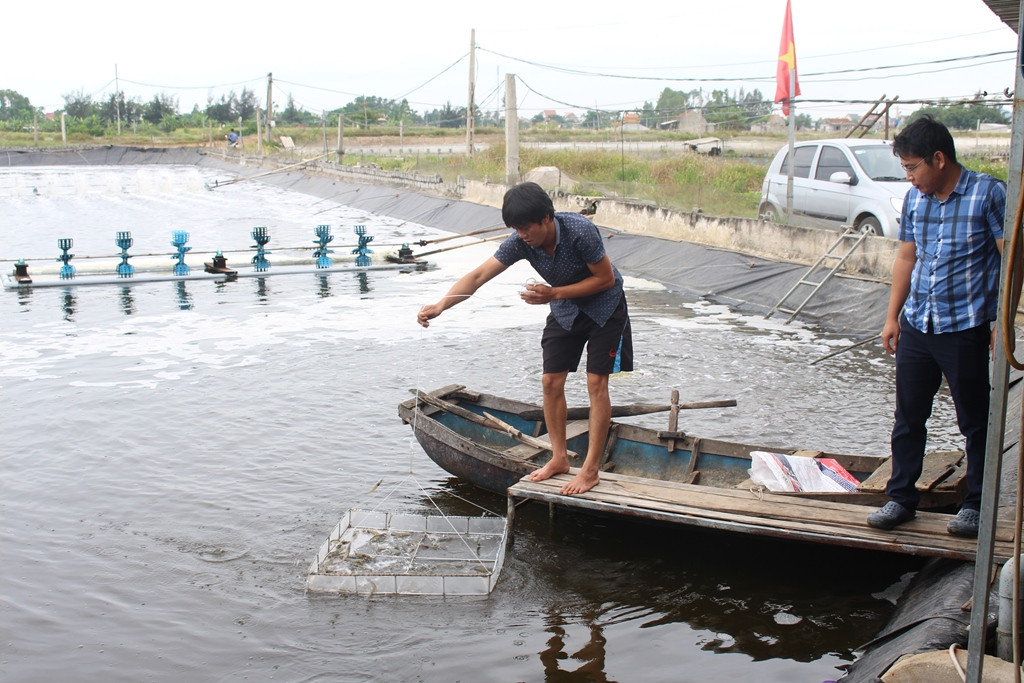 Người nuôi tôm xã Sơn Hải (Quỳnh Lưu) áp dụng công nghệ cho tôm ăn tỏi để phòng bệnh, tăng năng suất. Ảnh Việt Hùng.