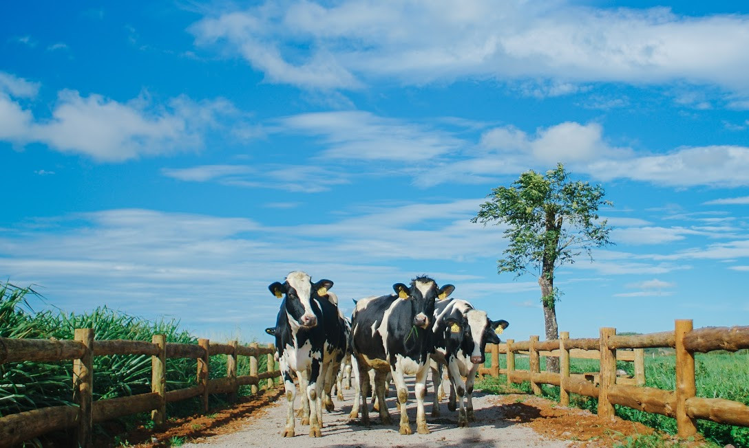 Luôn tiên phong với các sản phẩm mới chất lượng quốc tế cao cấp, cùng hệ thống trang trại bò sữa và nhà máy trải dài khắp Việt Nam và hệ thống phân phối rộng khắp,